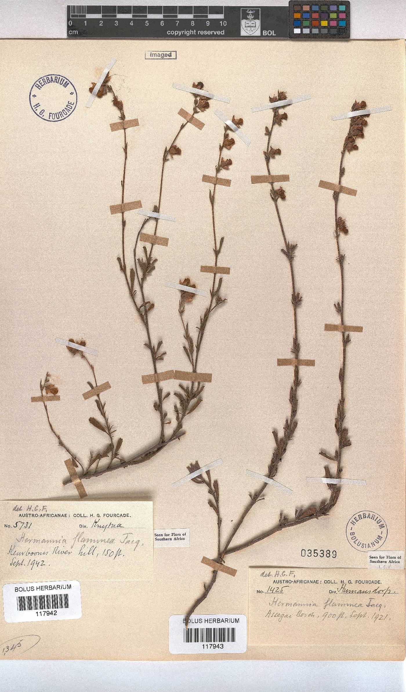 Hermannia flammula image