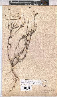 Hermannia flammula image