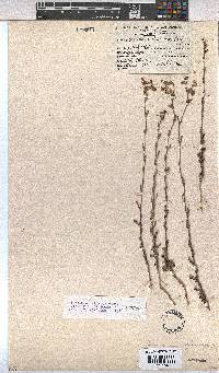 Hermannia flammula image