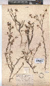 Hermannia joubertiana image