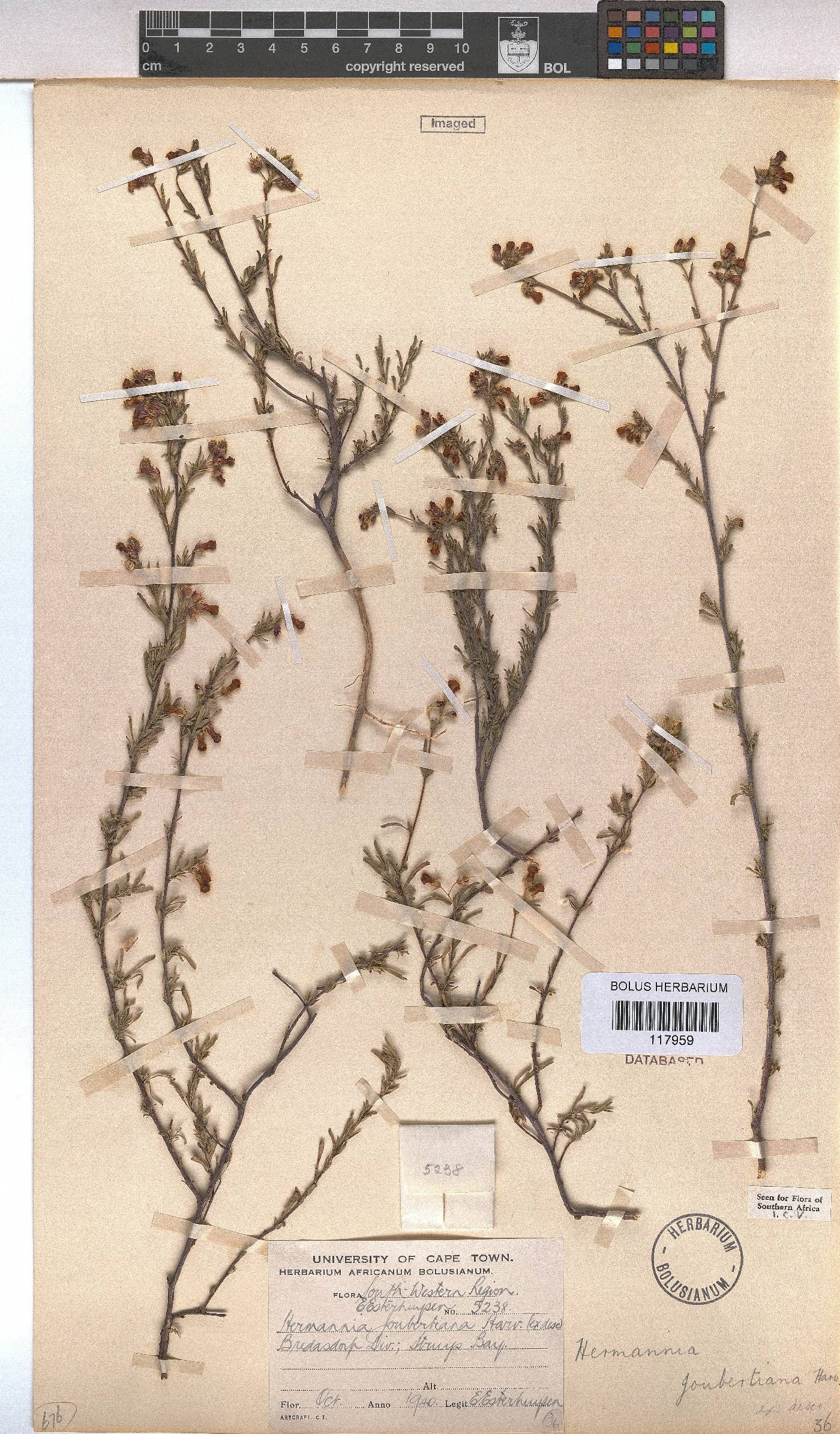 Hermannia joubertiana image