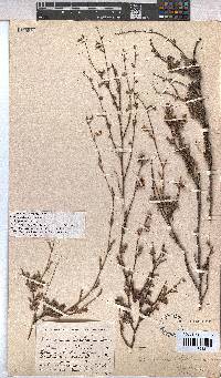 Hermannia scabra image