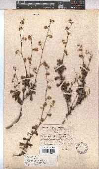 Hermannia scabra image