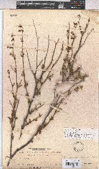 Hermannia scabra image