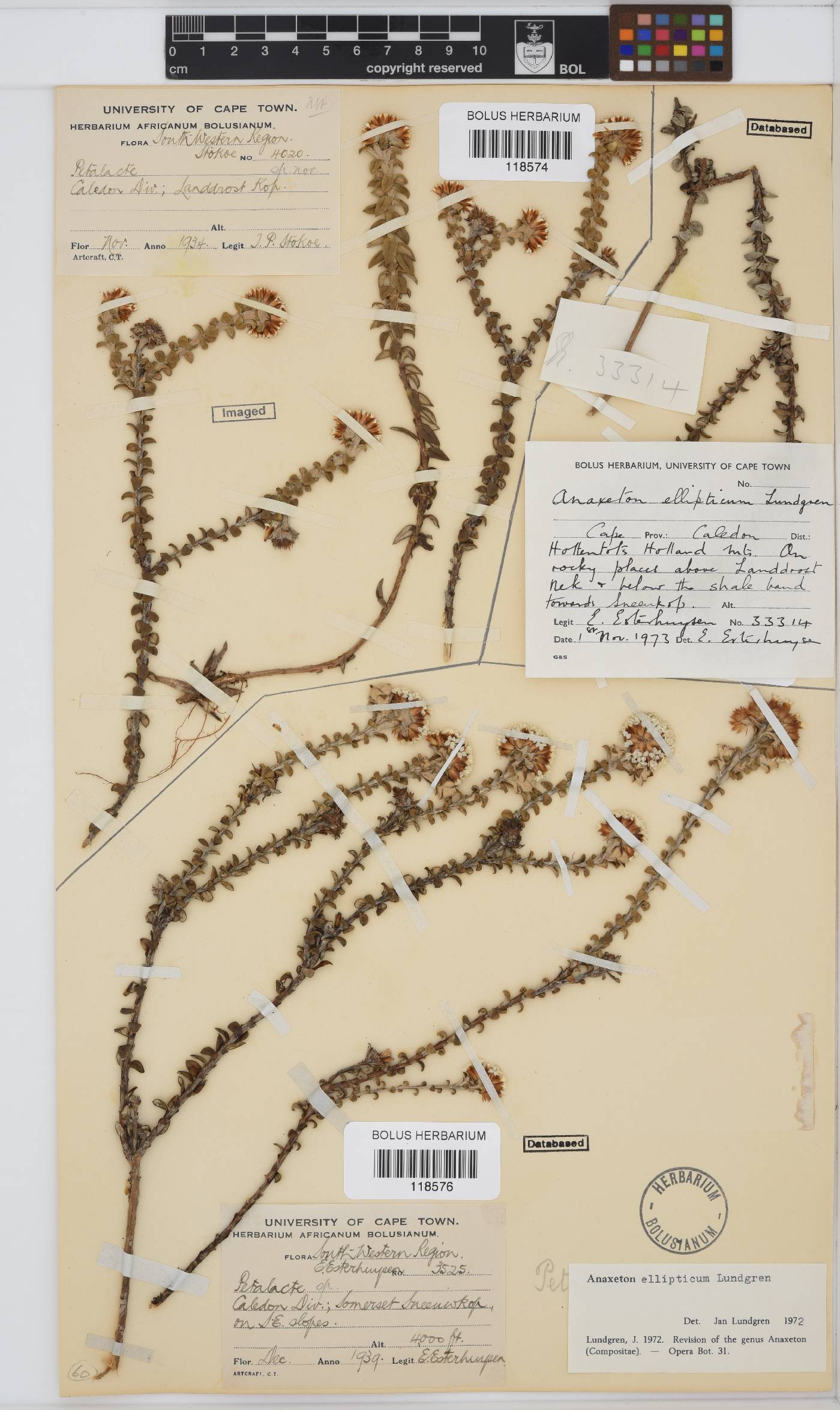 Anaxeton ellipticum image
