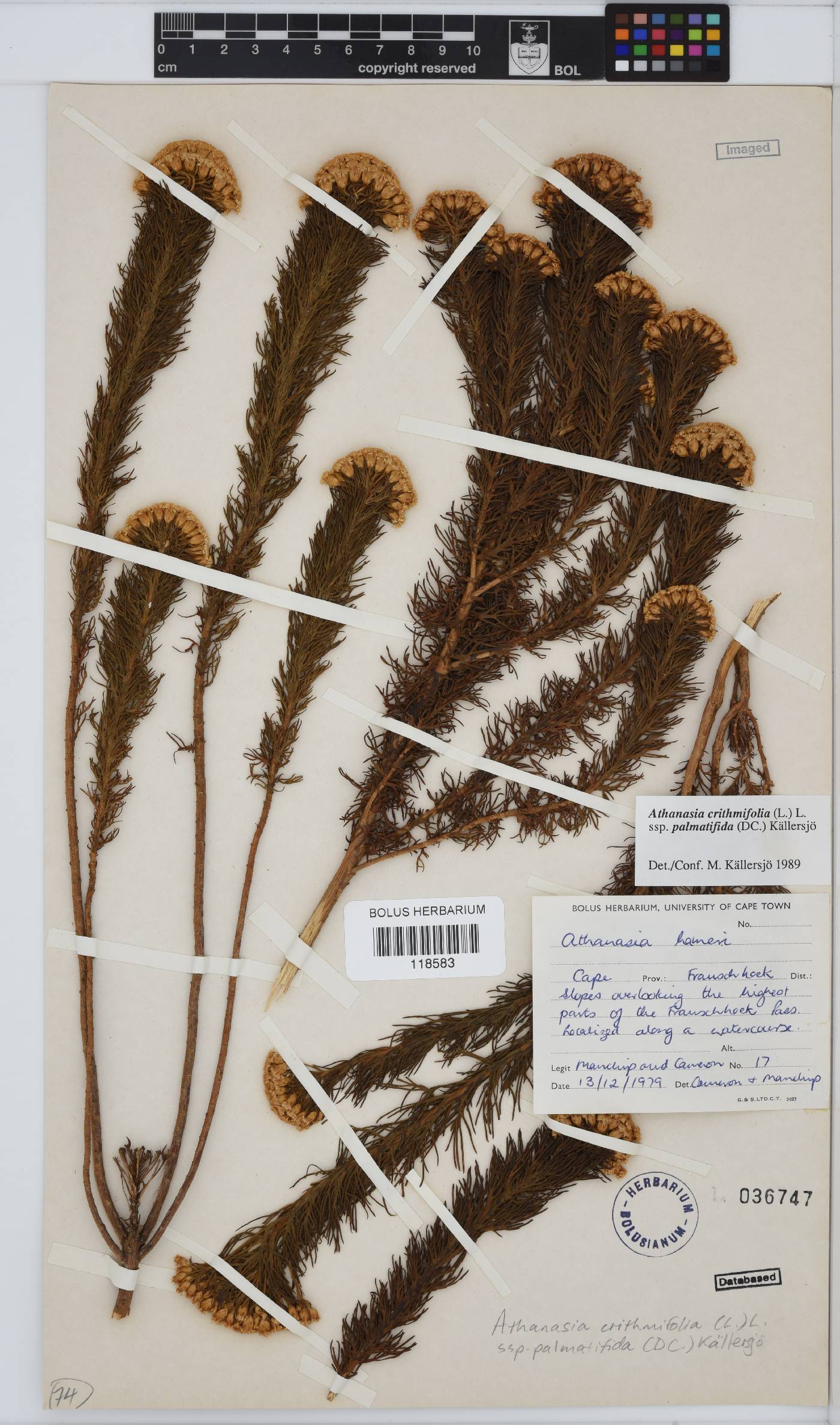 Athanasia crithmifolia subsp. palmatifida image