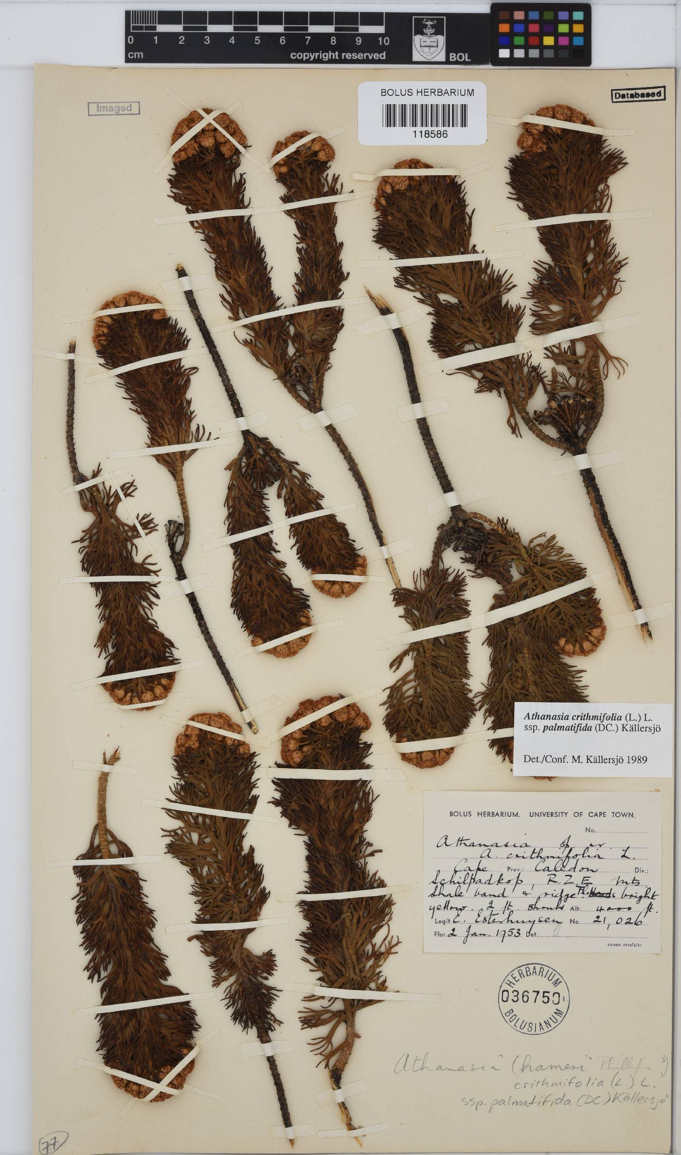 Athanasia crithmifolia subsp. palmatifida image