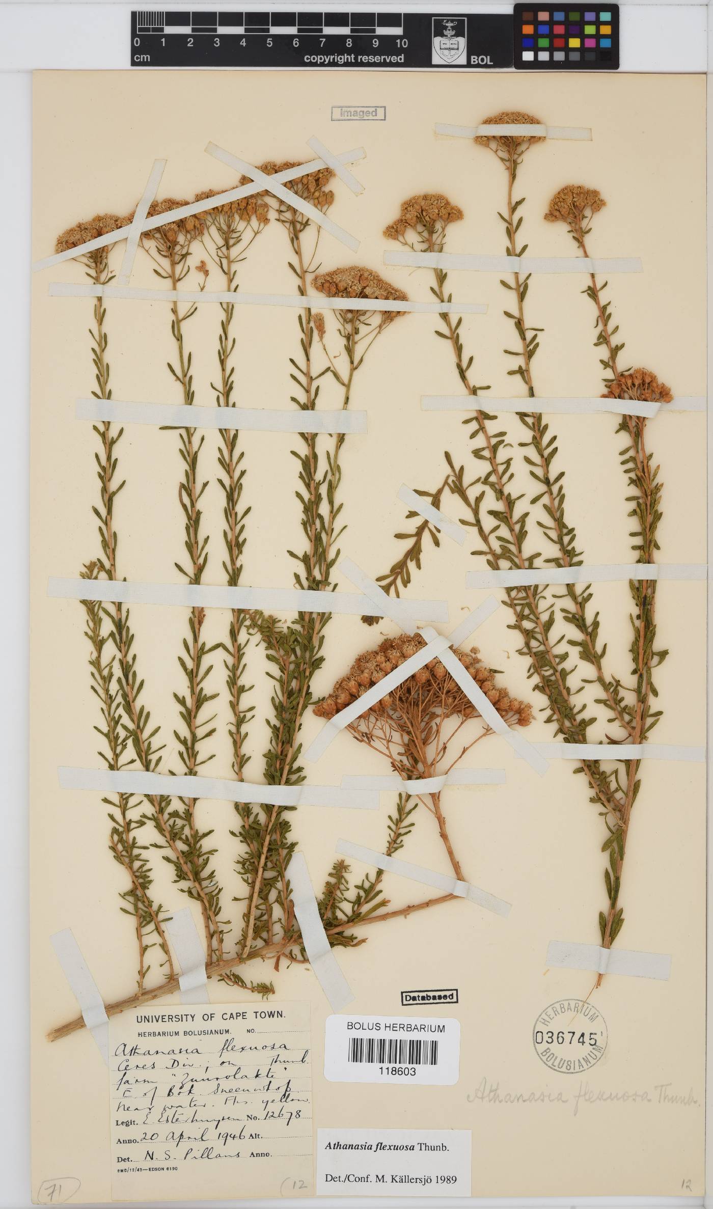 Athanasia flexuosa image