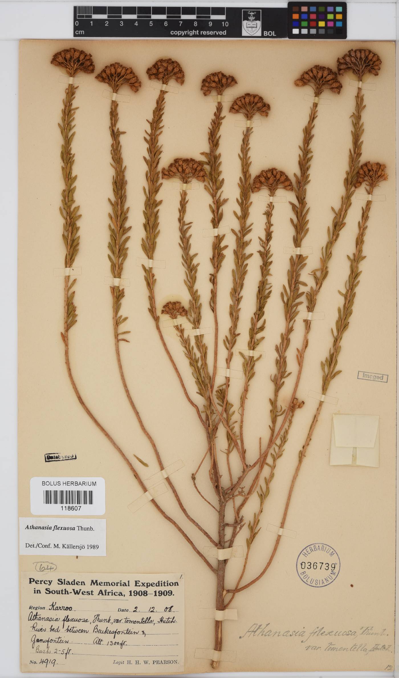 Athanasia flexuosa image