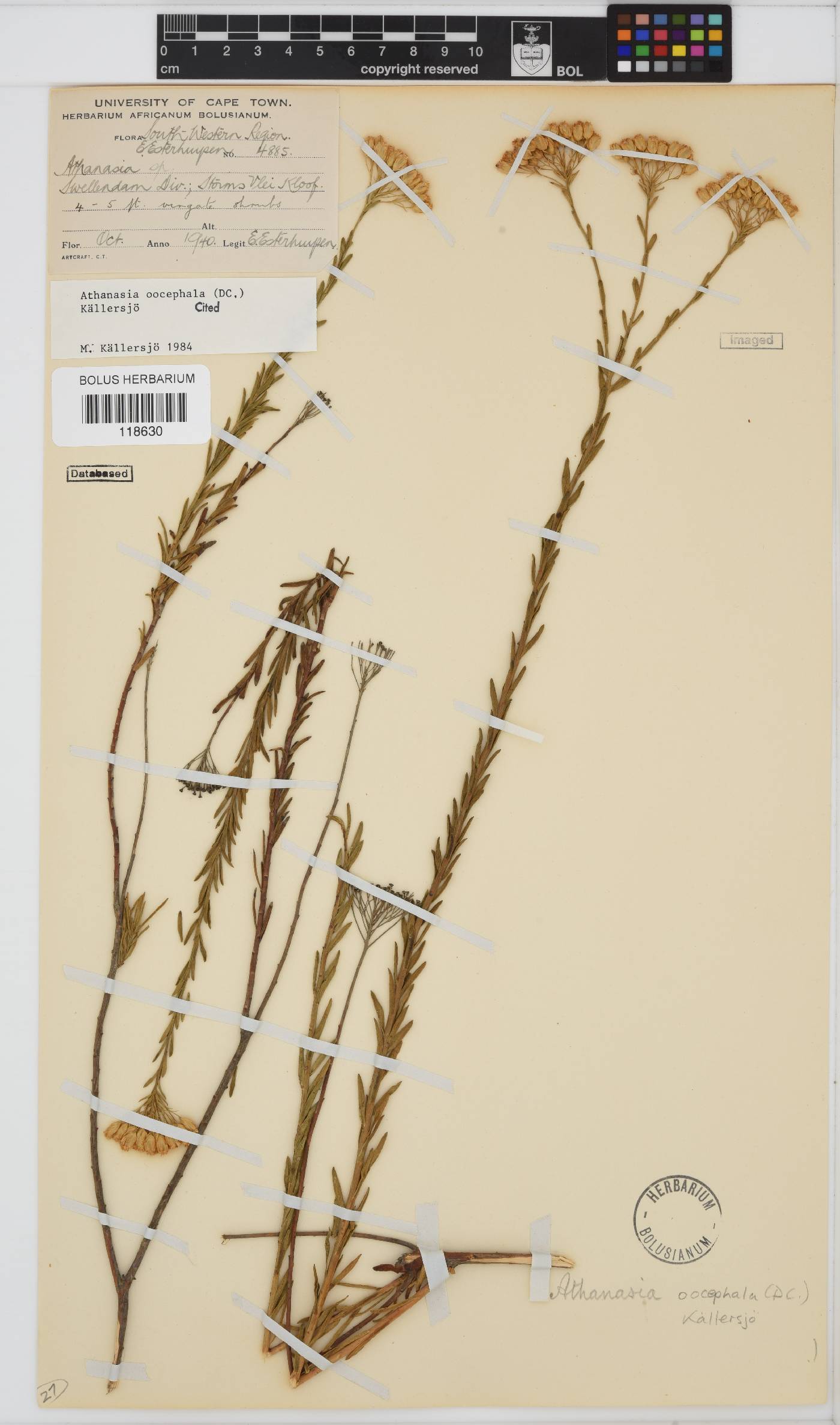 Athanasia oocephala image