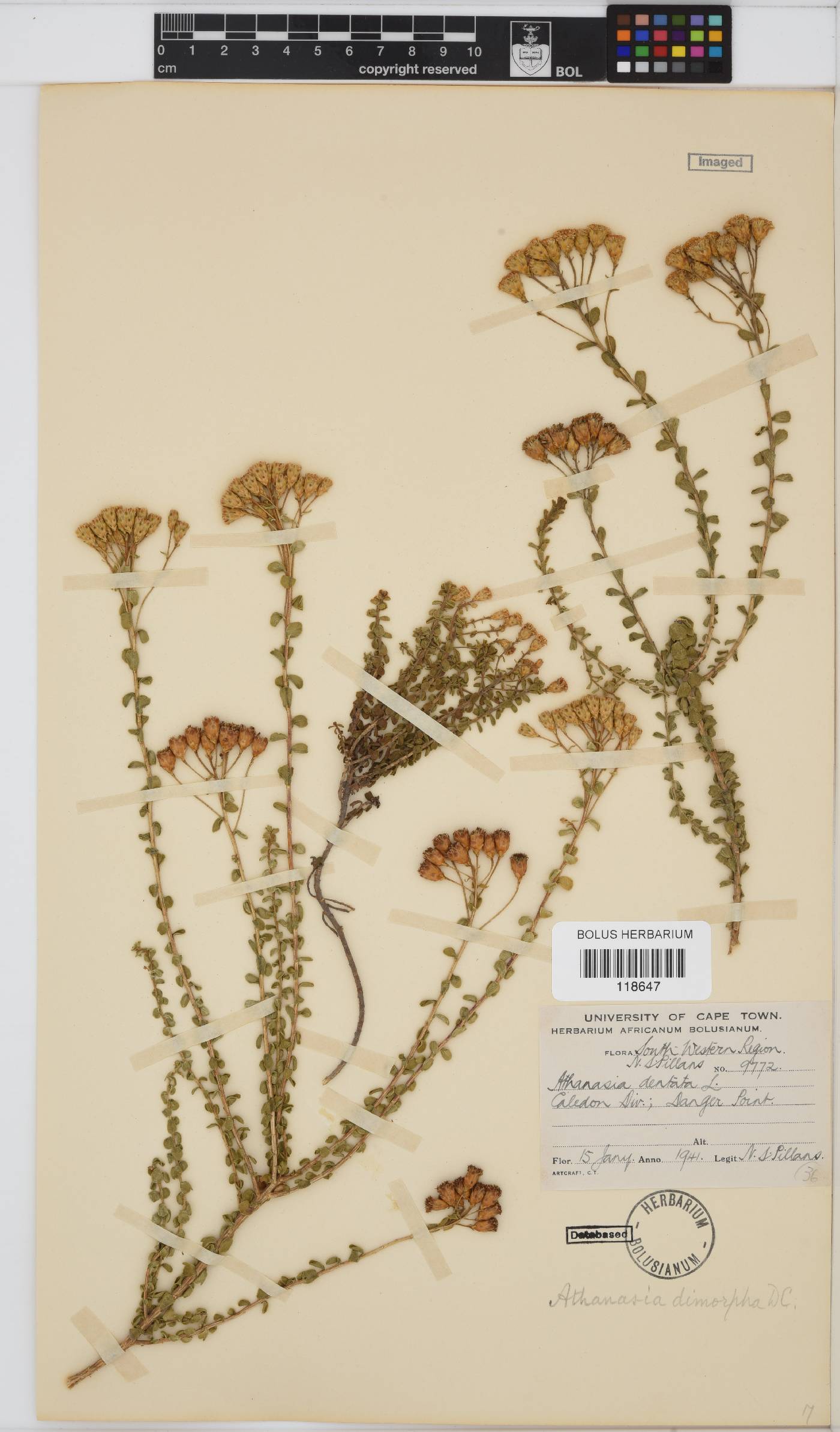 Athanasia quinquedentata subsp. quinquedentata image
