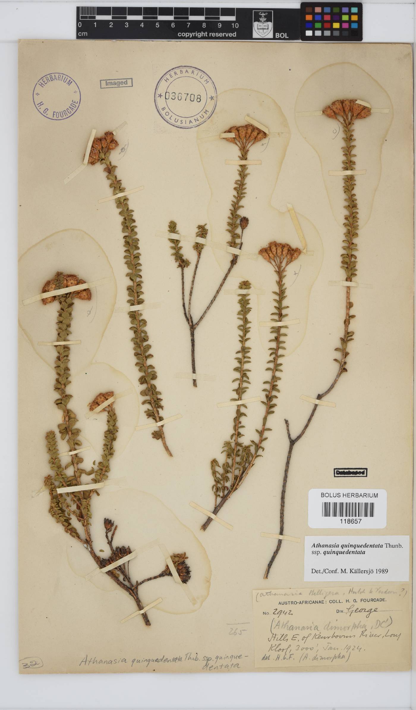 Athanasia quinquedentata subsp. quinquedentata image