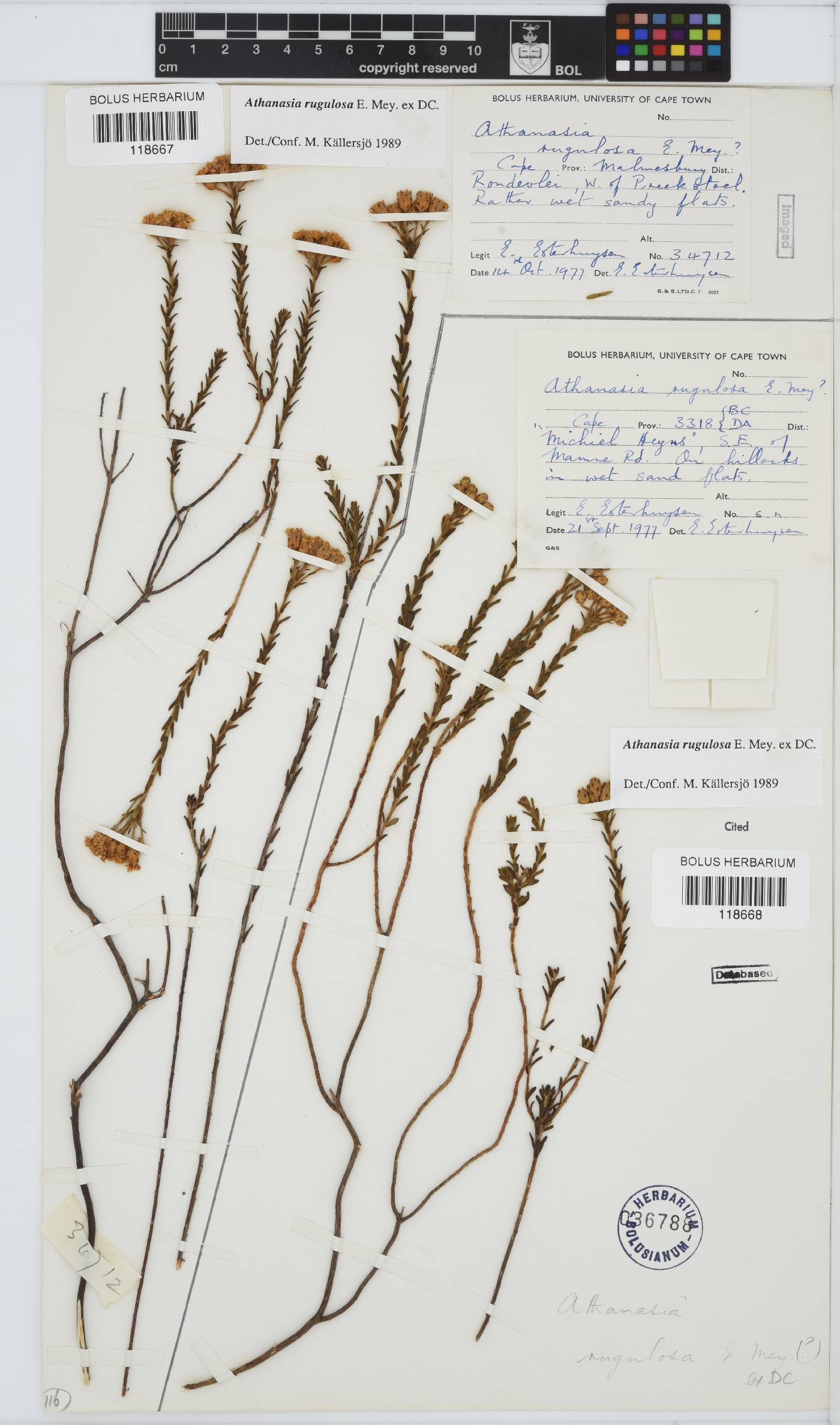 Athanasia rugulosa image