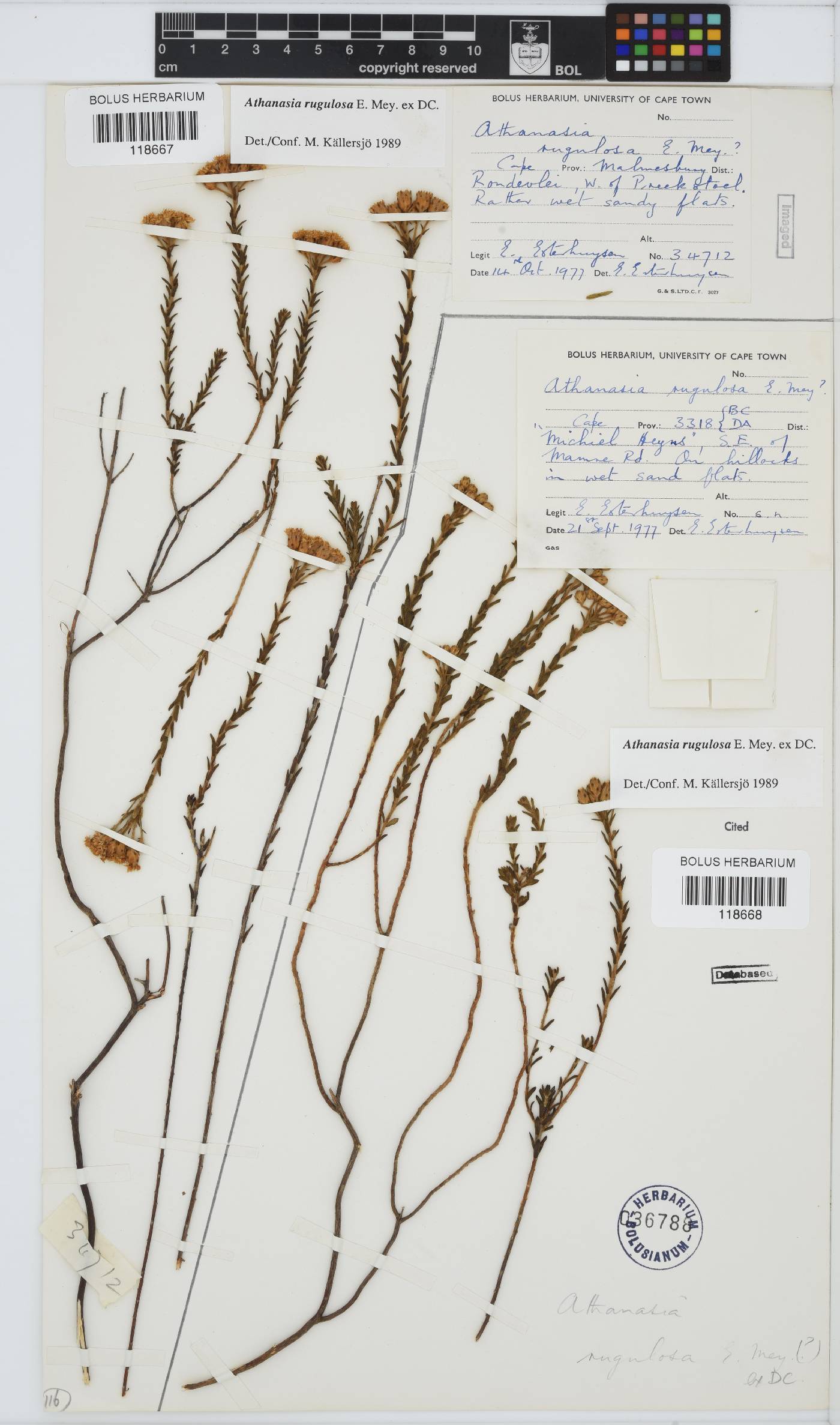 Athanasia rugulosa image
