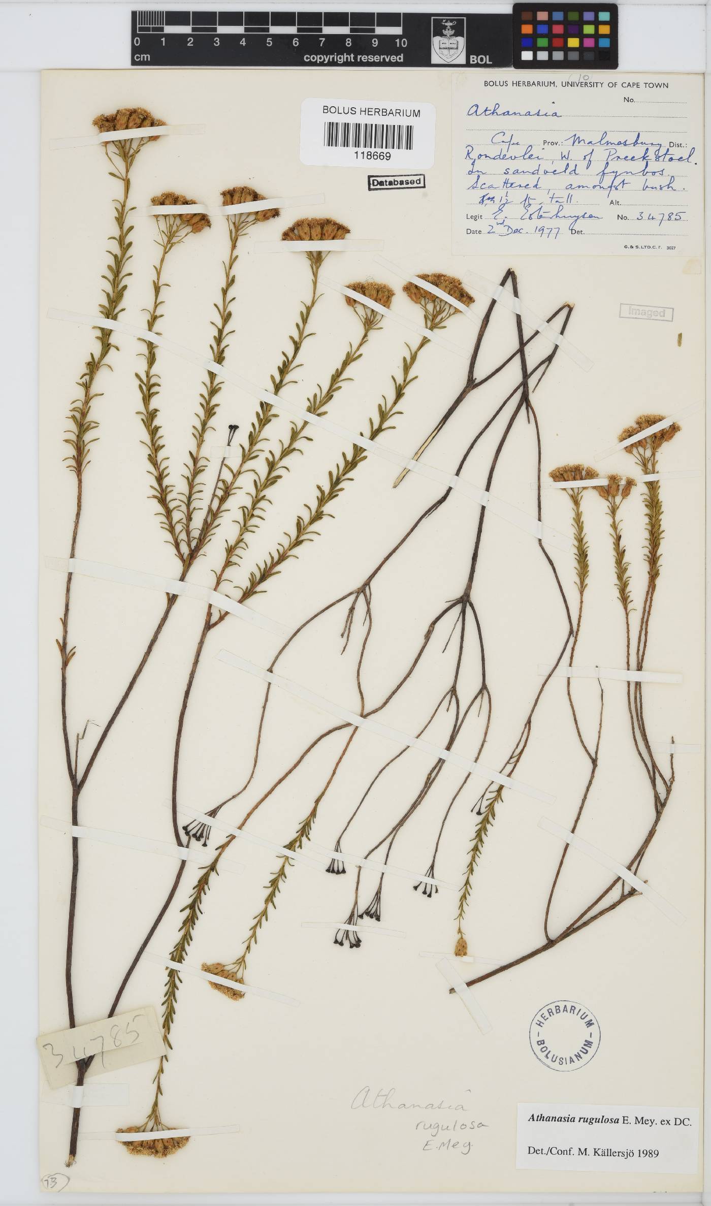 Athanasia rugulosa image