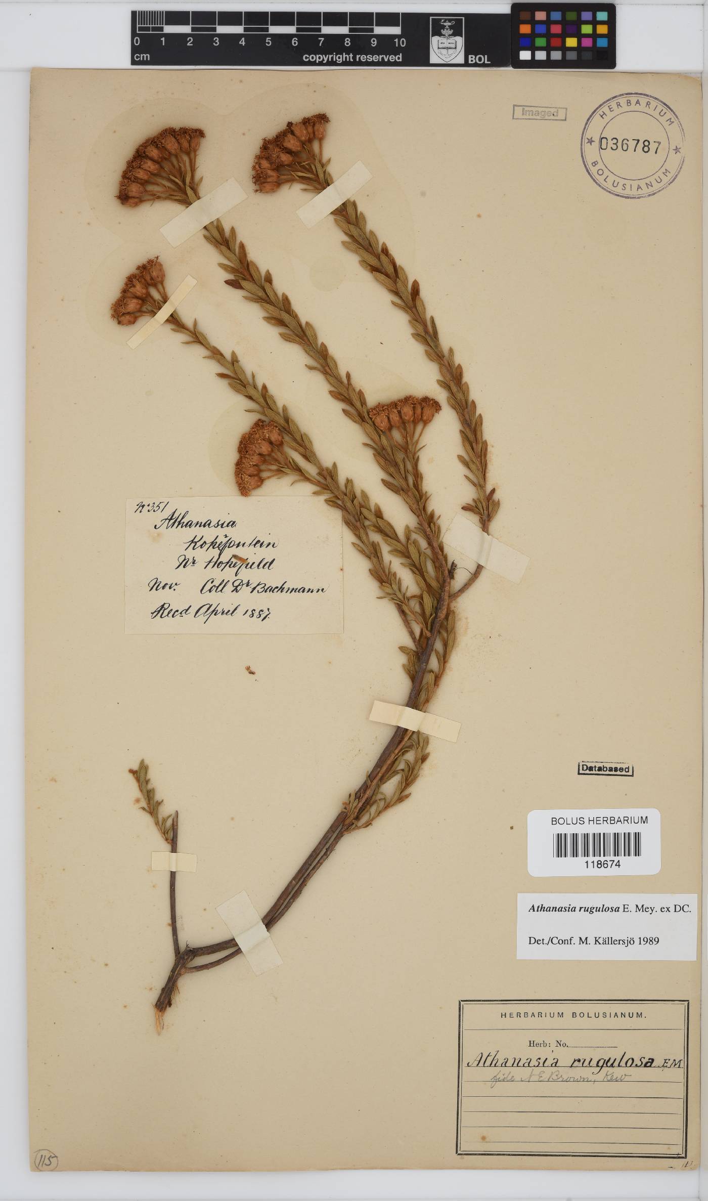 Athanasia rugulosa image