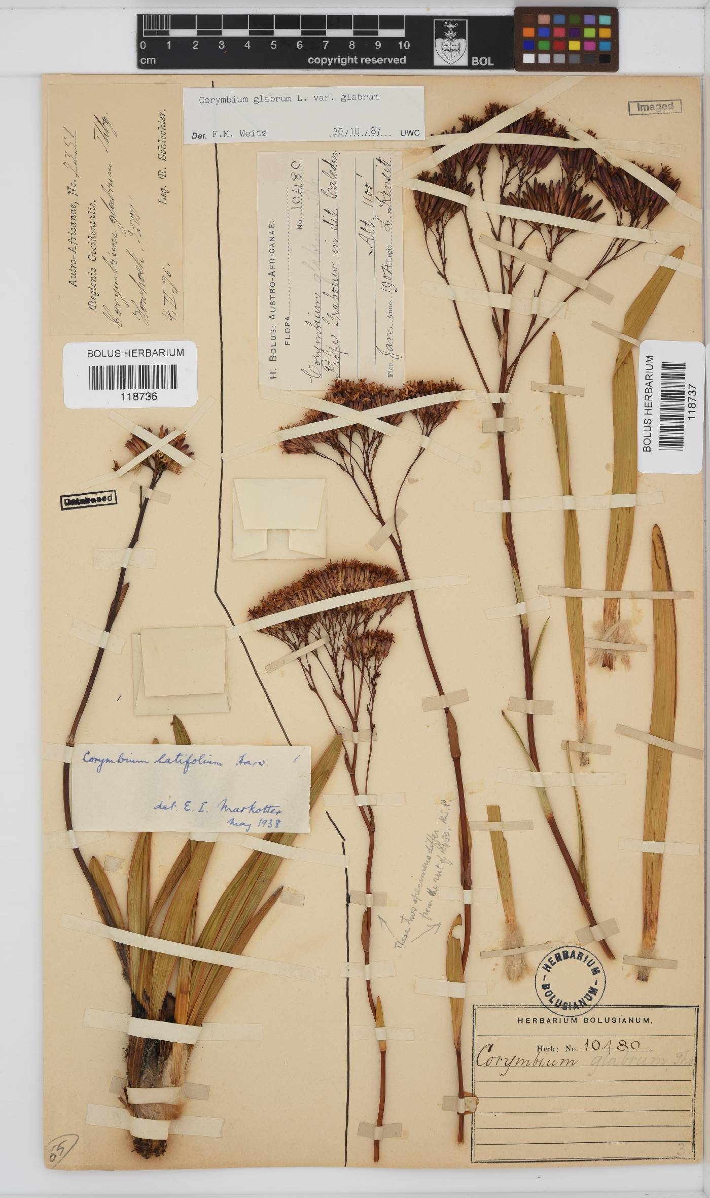 Corymbium glabrum var. glabrum image