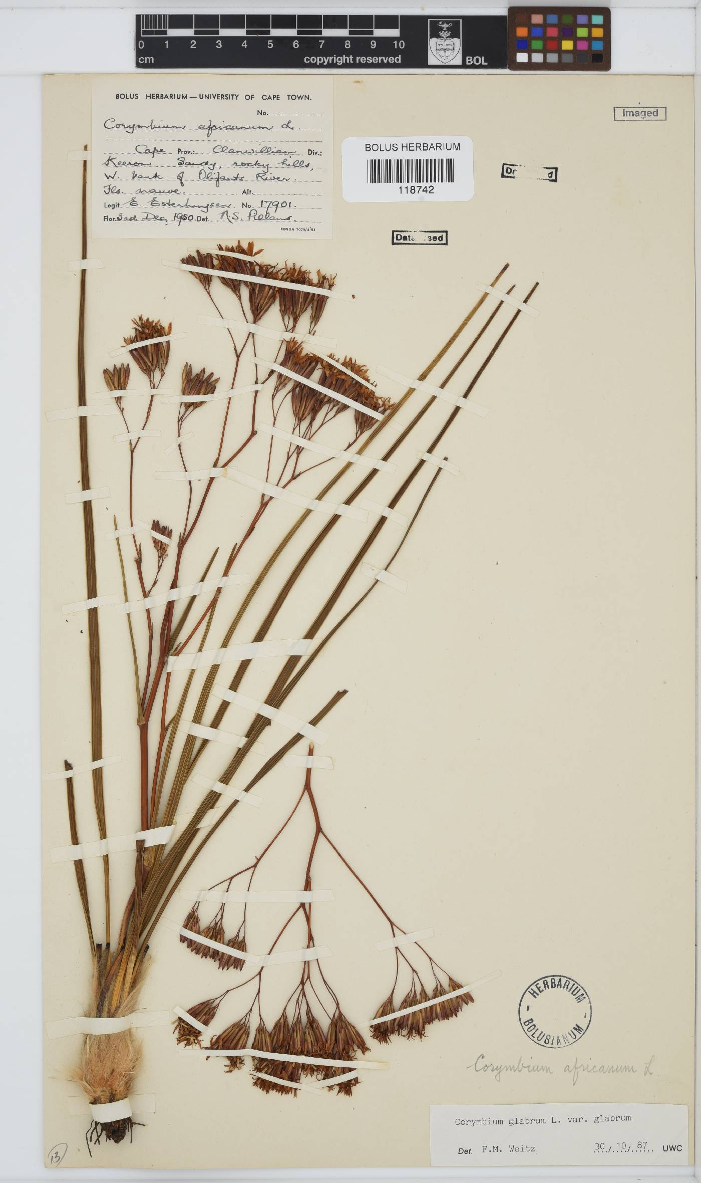 Corymbium glabrum image