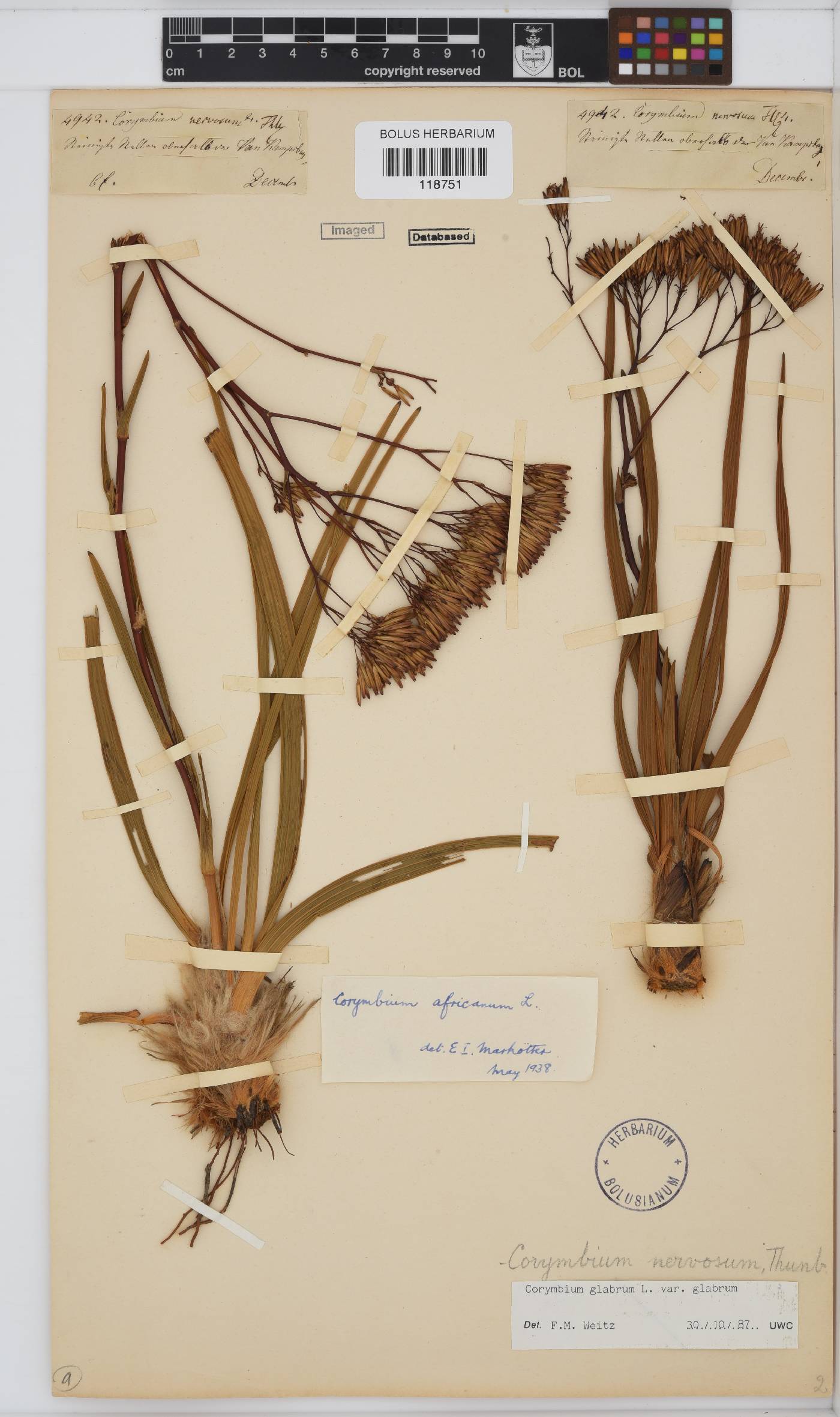 Corymbium glabrum image