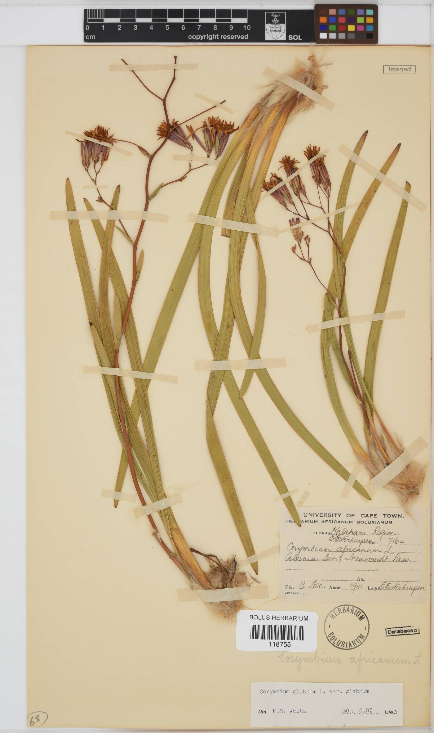 Corymbium glabrum var. glabrum image