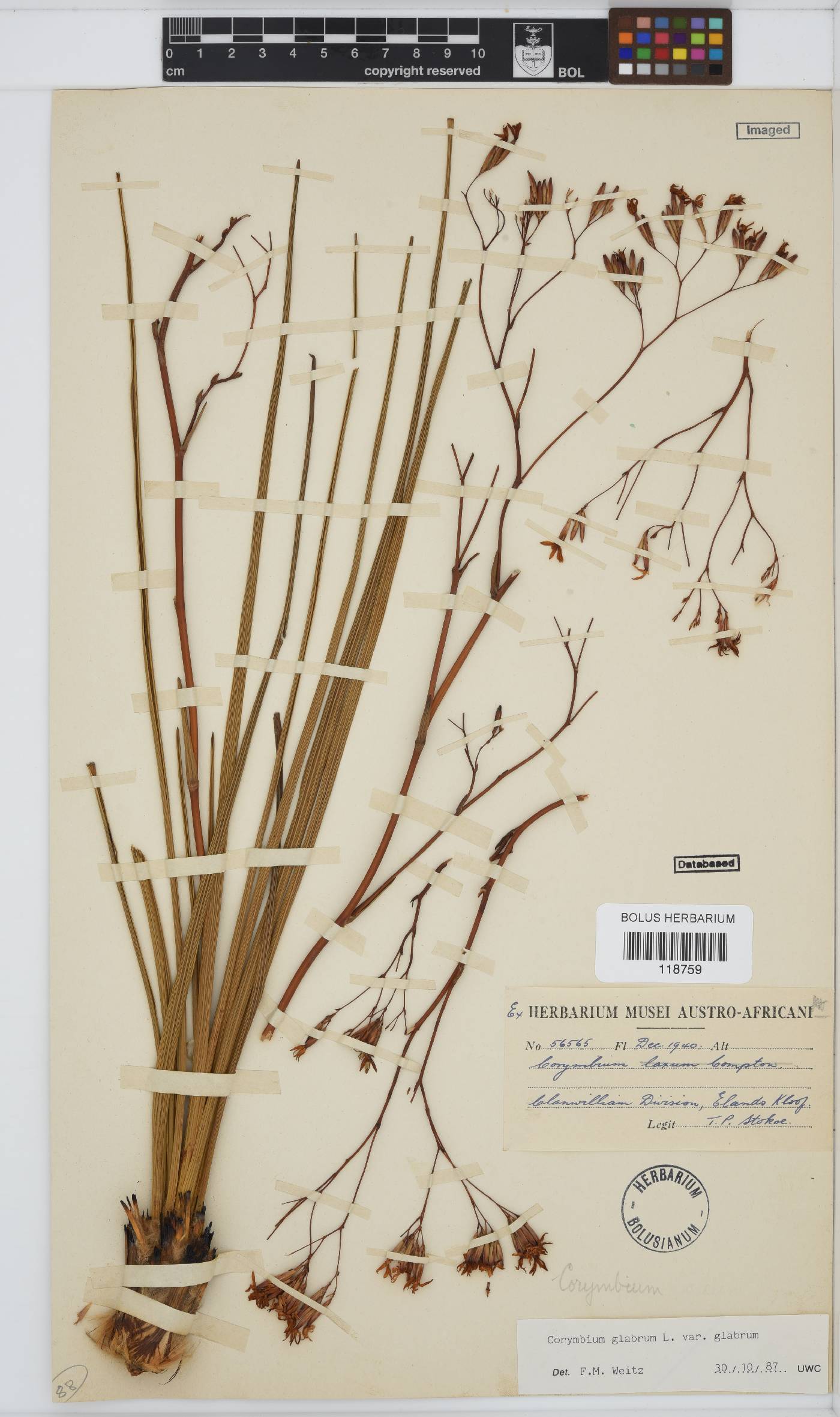 Corymbium glabrum var. glabrum image