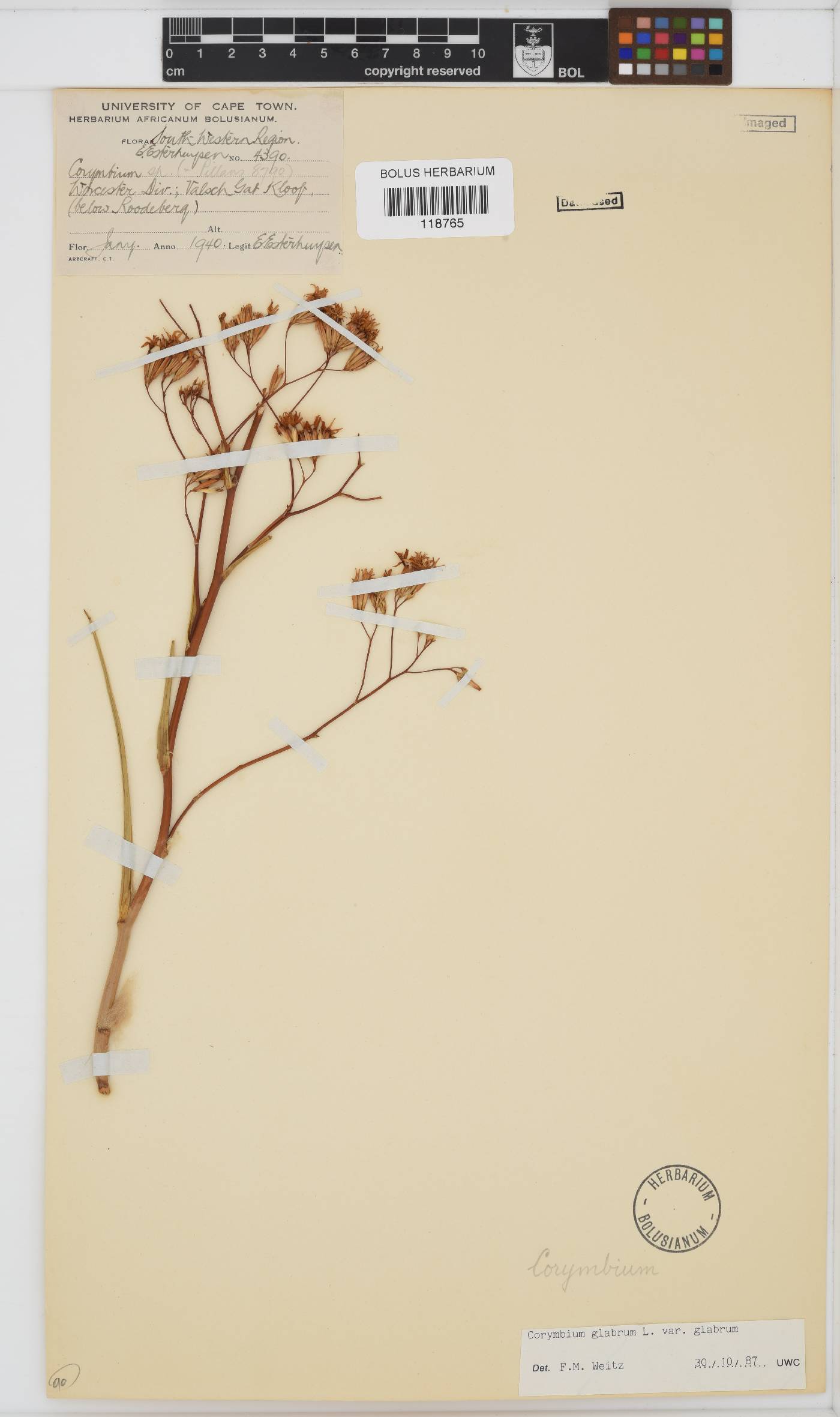 Corymbium glabrum image