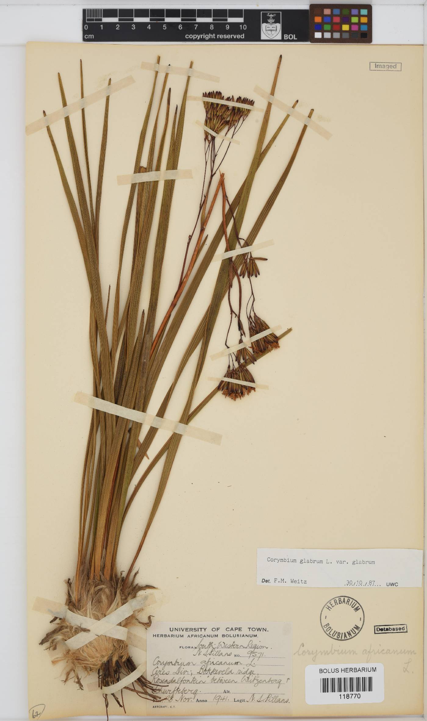 Corymbium glabrum var. glabrum image