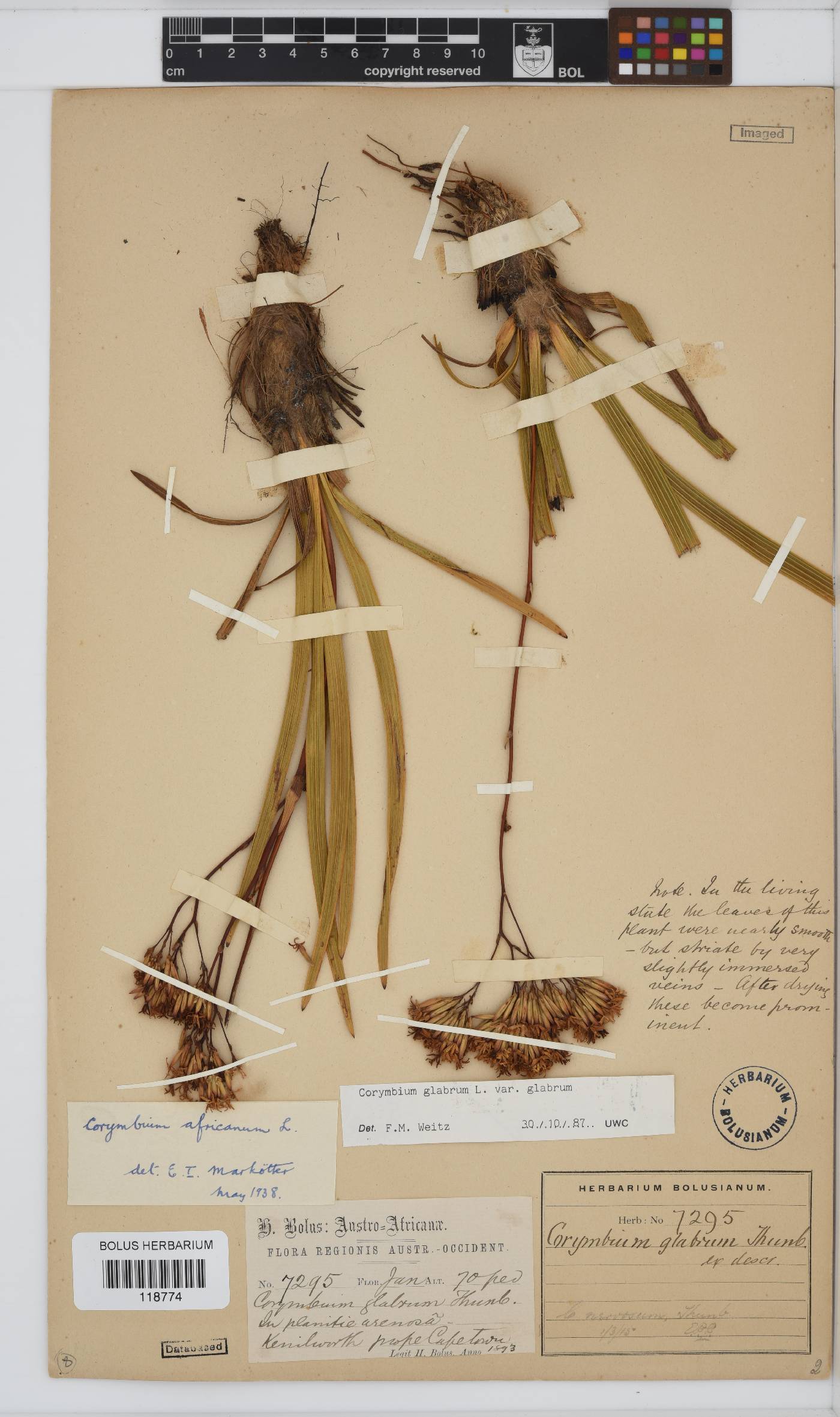 Corymbium glabrum image