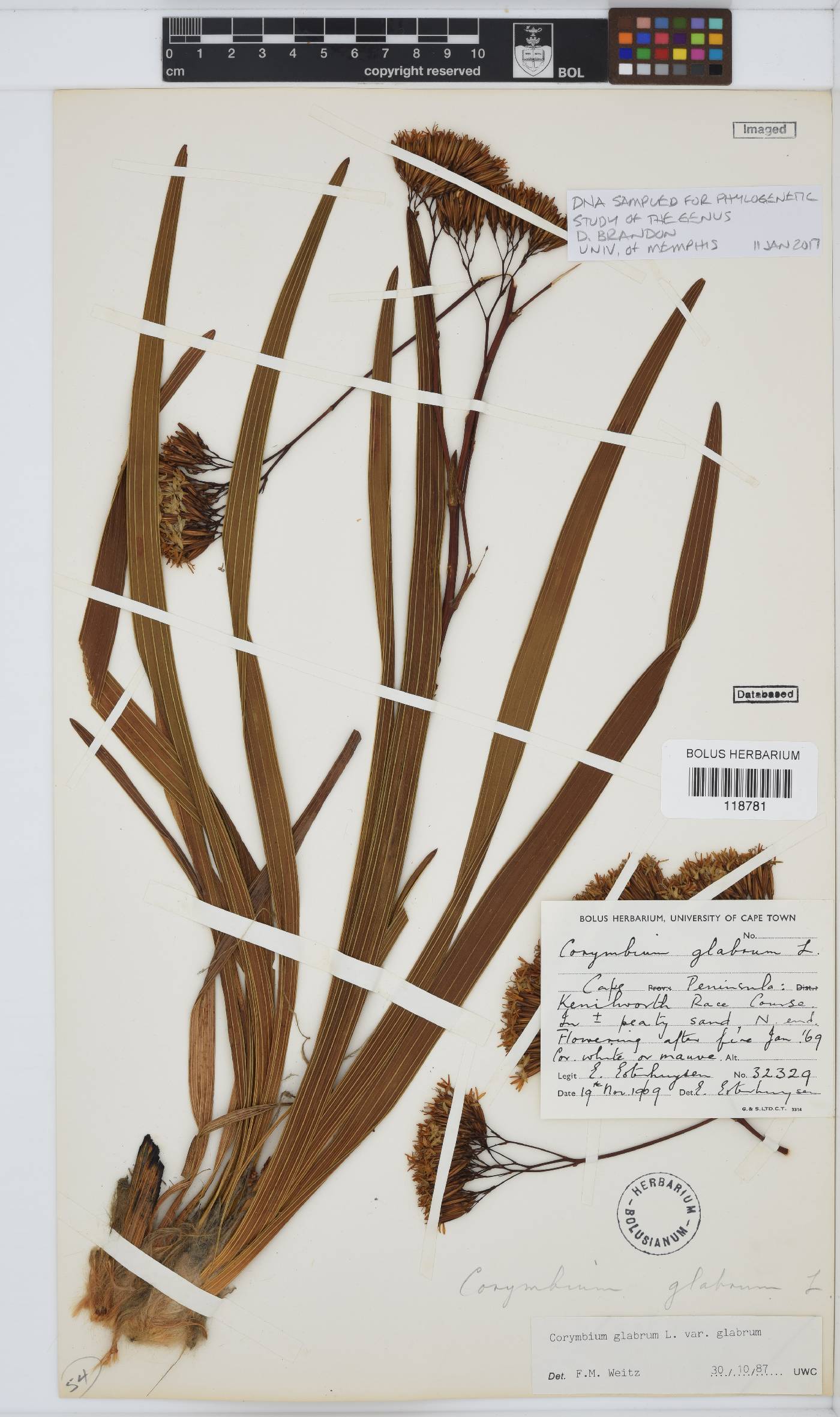 Corymbium glabrum var. glabrum image