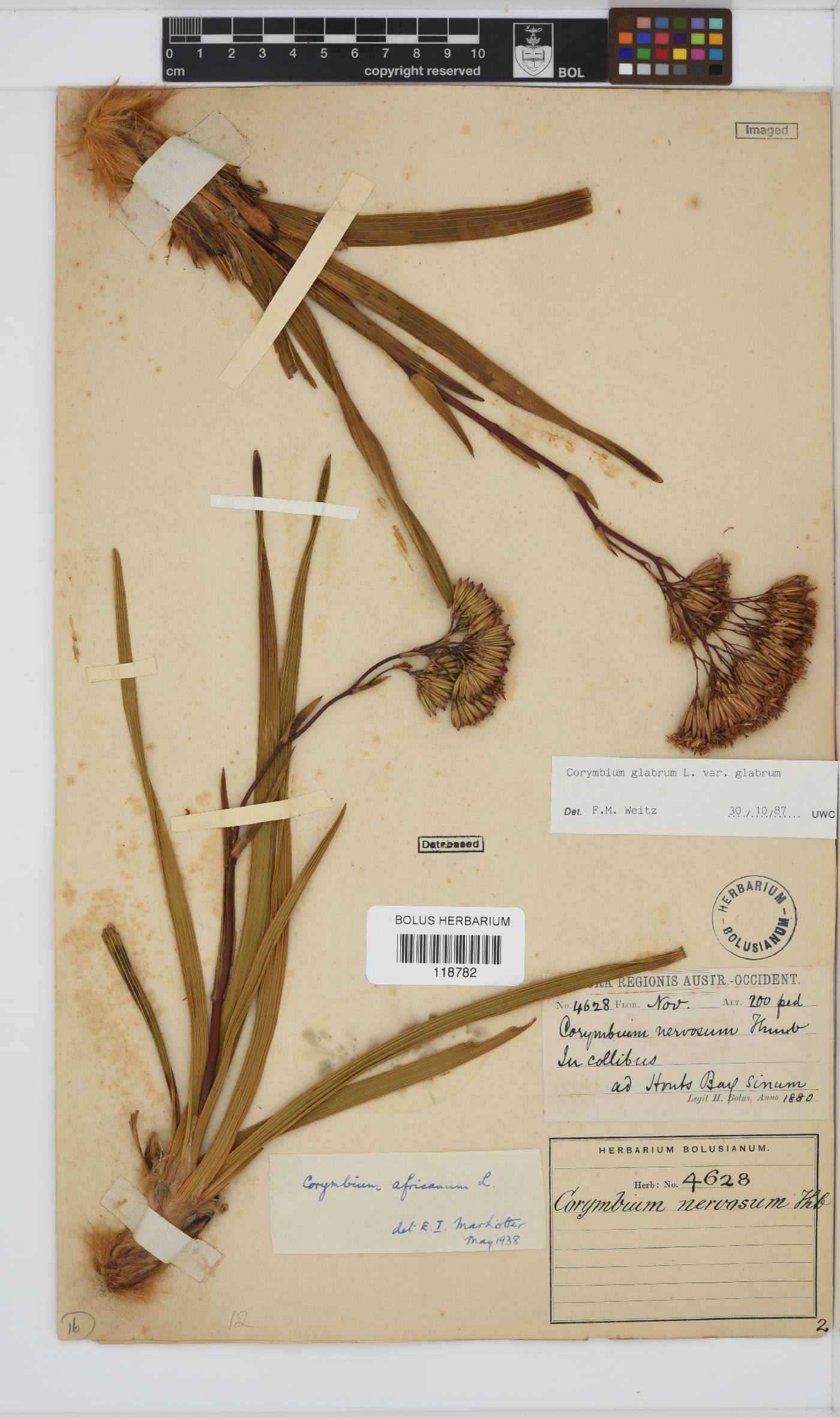 Corymbium glabrum var. glabrum image