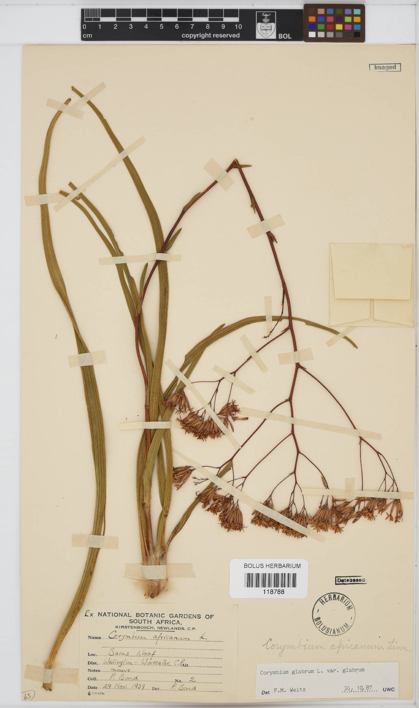 Corymbium glabrum image