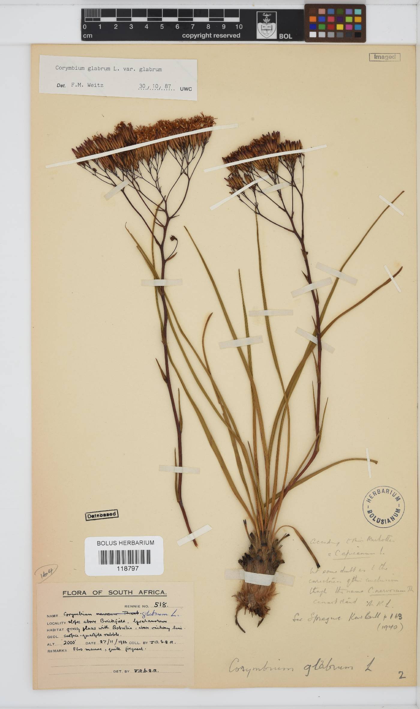 Corymbium glabrum image