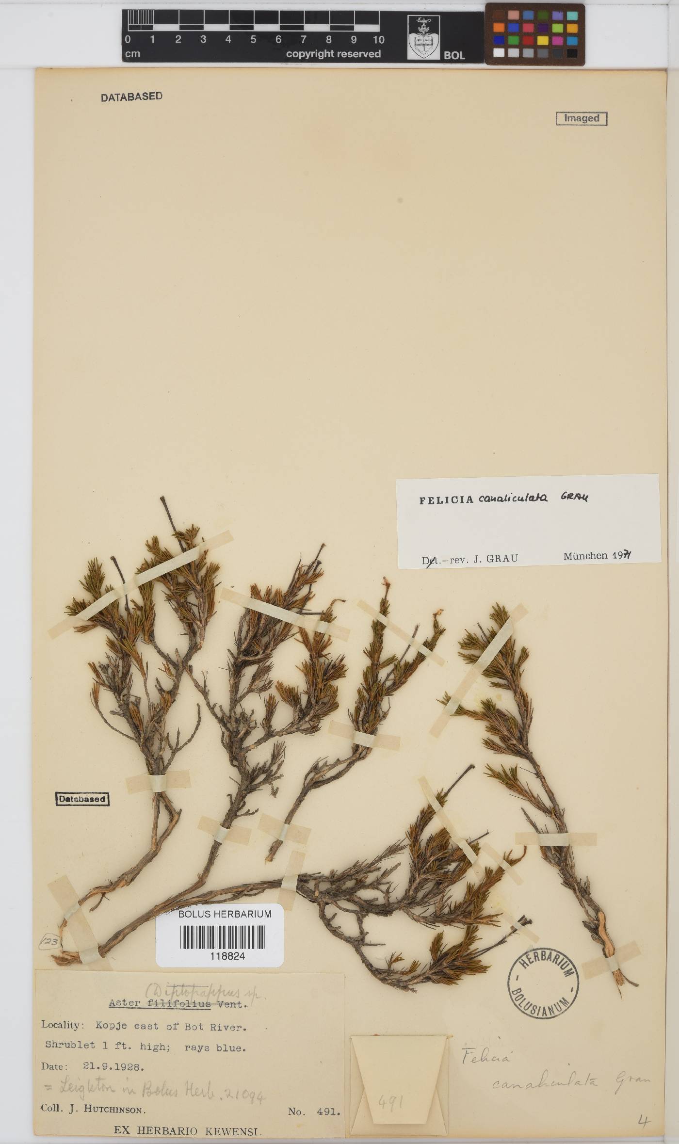 Felicia canaliculata image