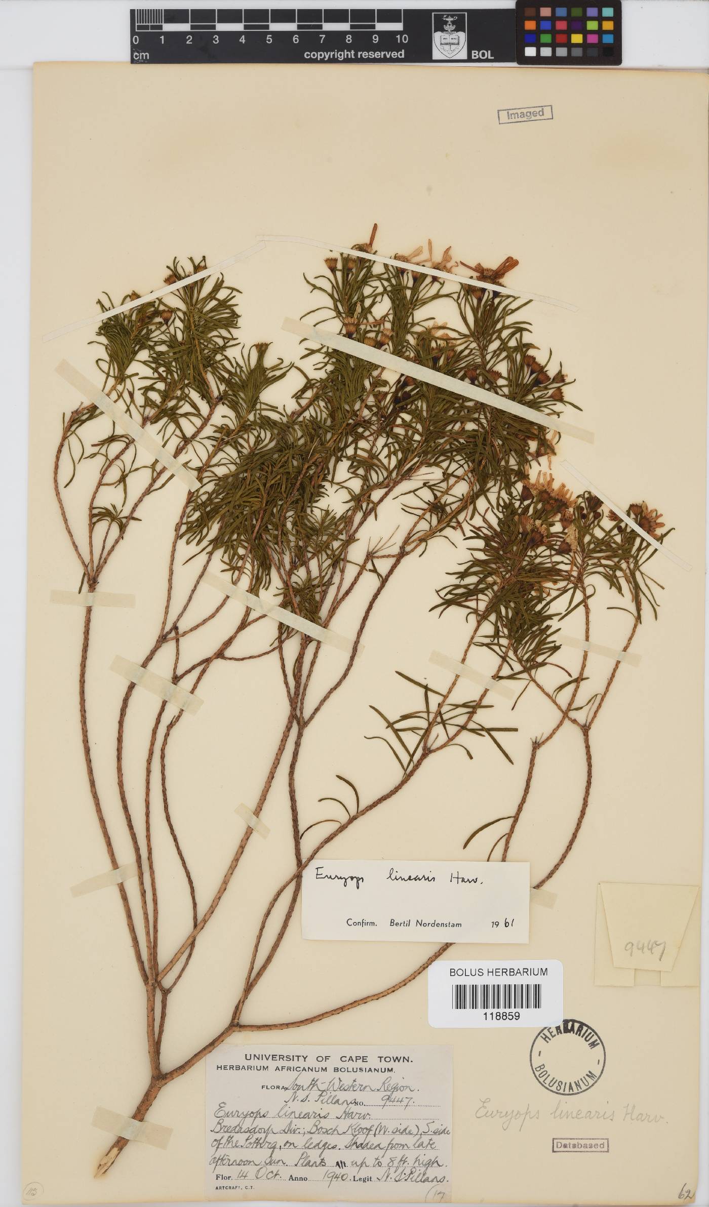 Euryops linearis image