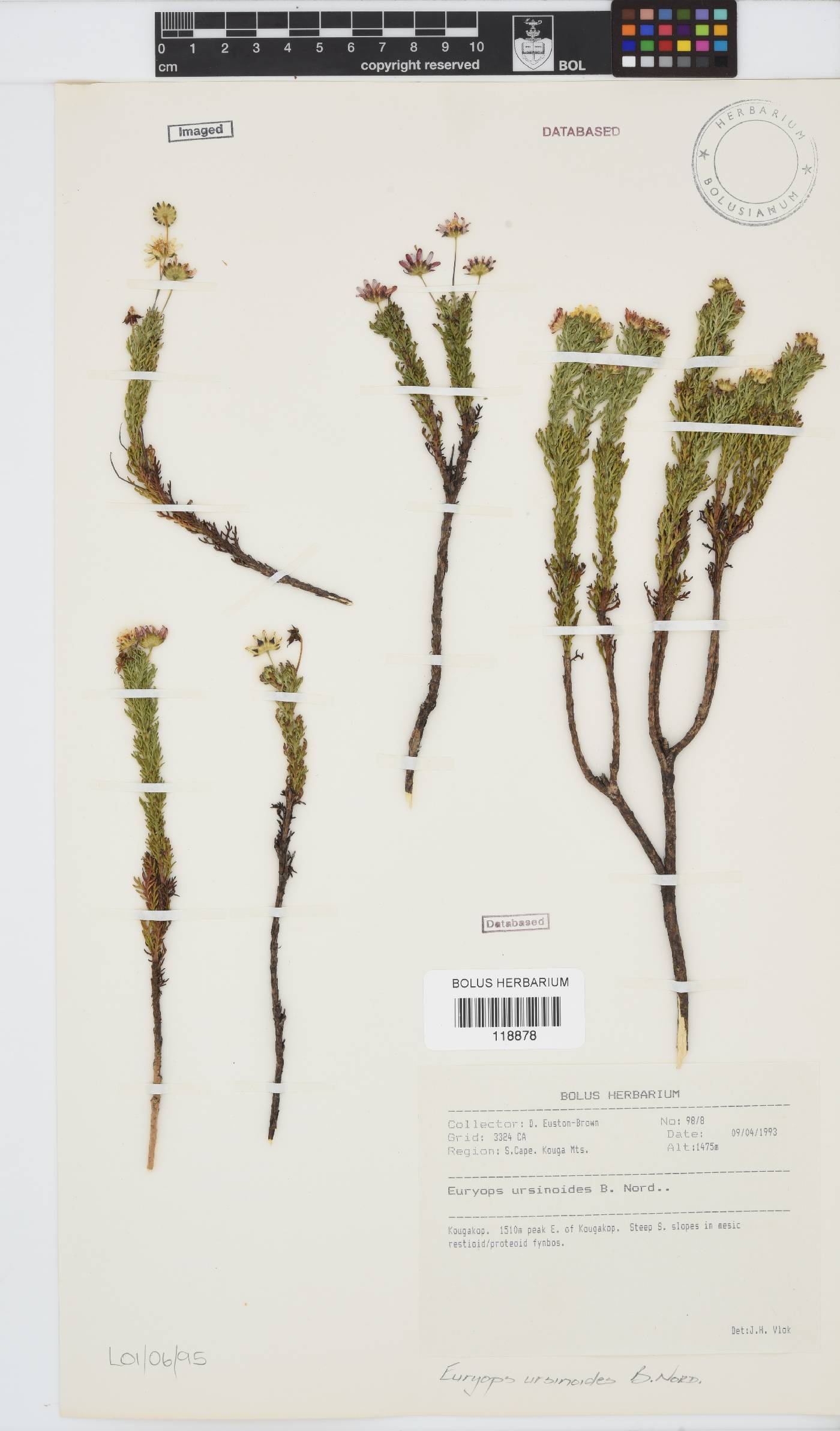 Euryops ursinoides image