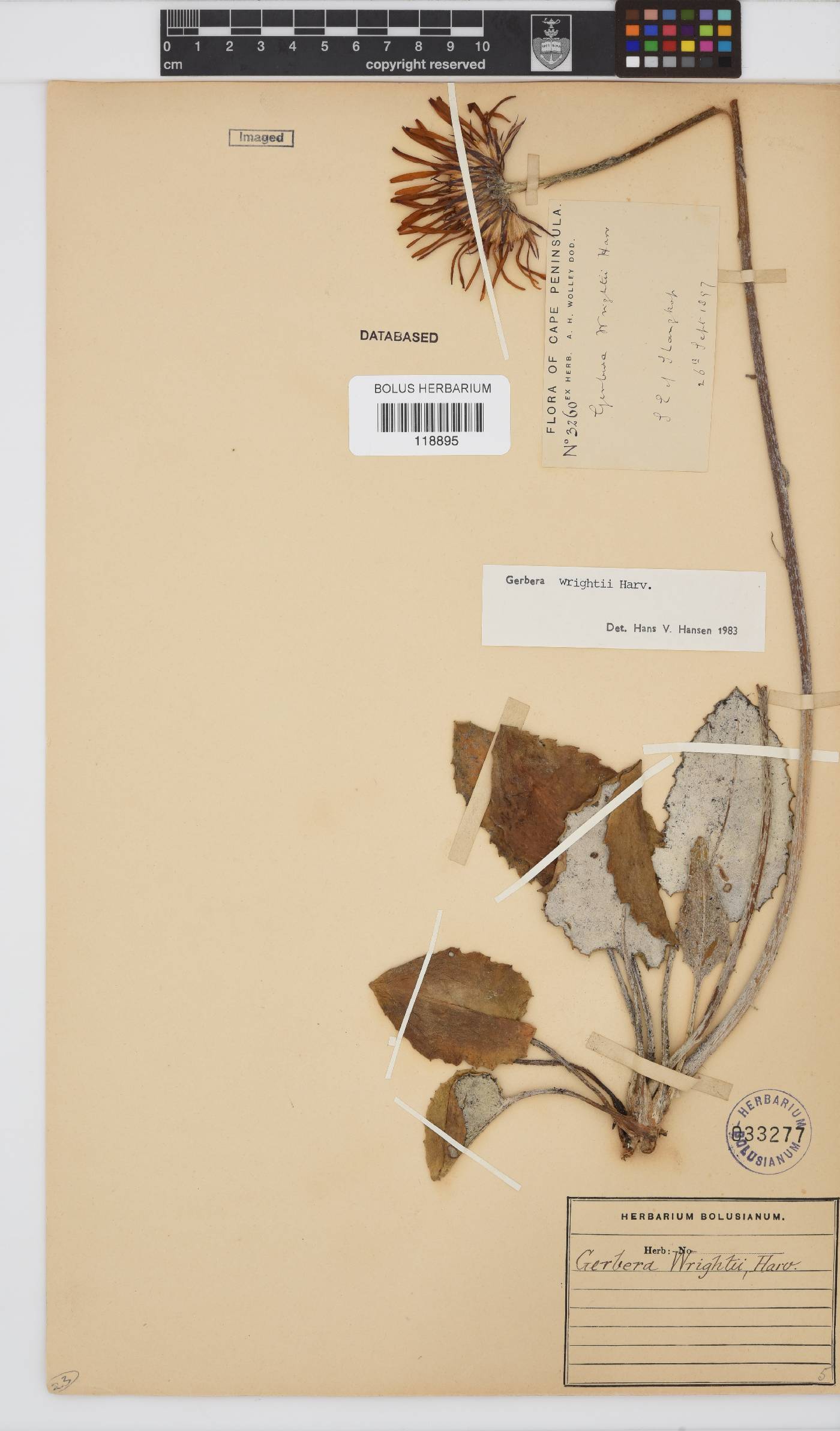 Gerbera wrightii image