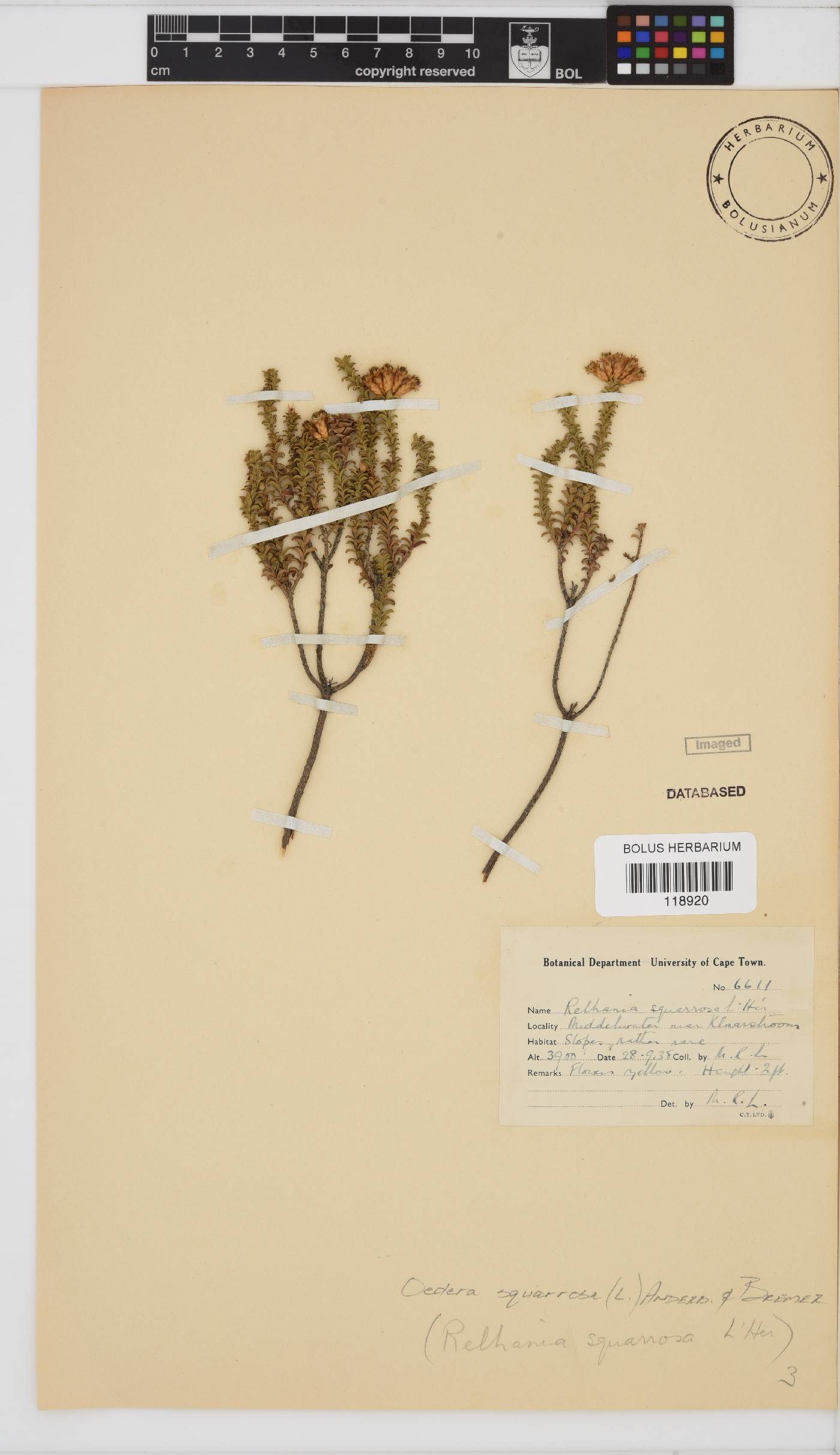 Oedera squarrosa image