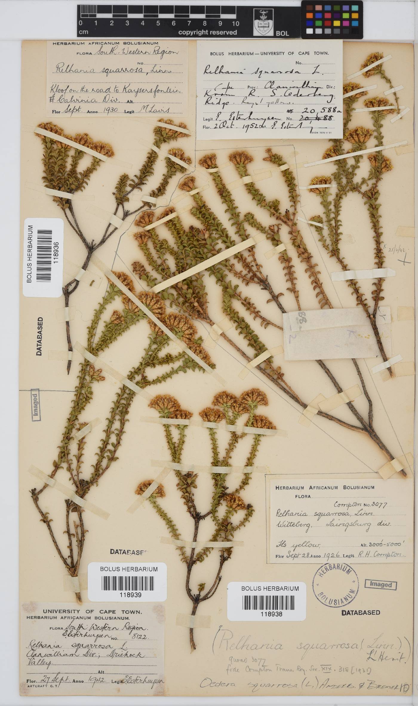 Oedera squarrosa image