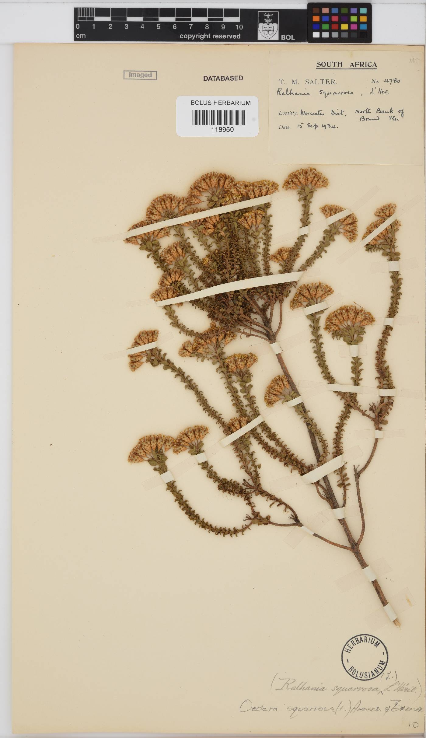 Oedera squarrosa image