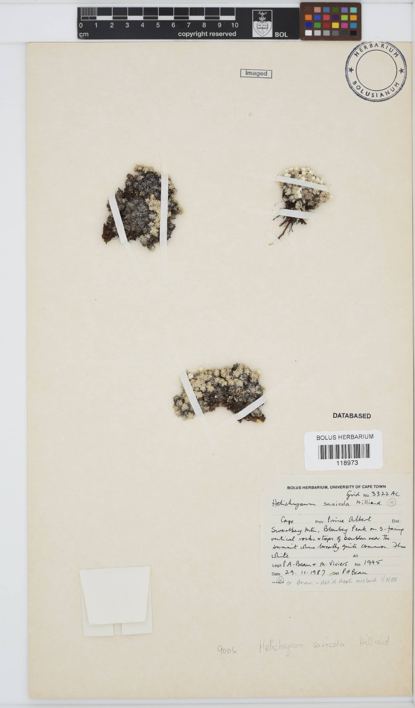 Helichrysum saxicola image
