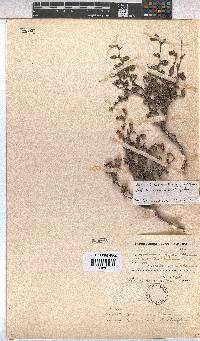 Hermannia rugosa image