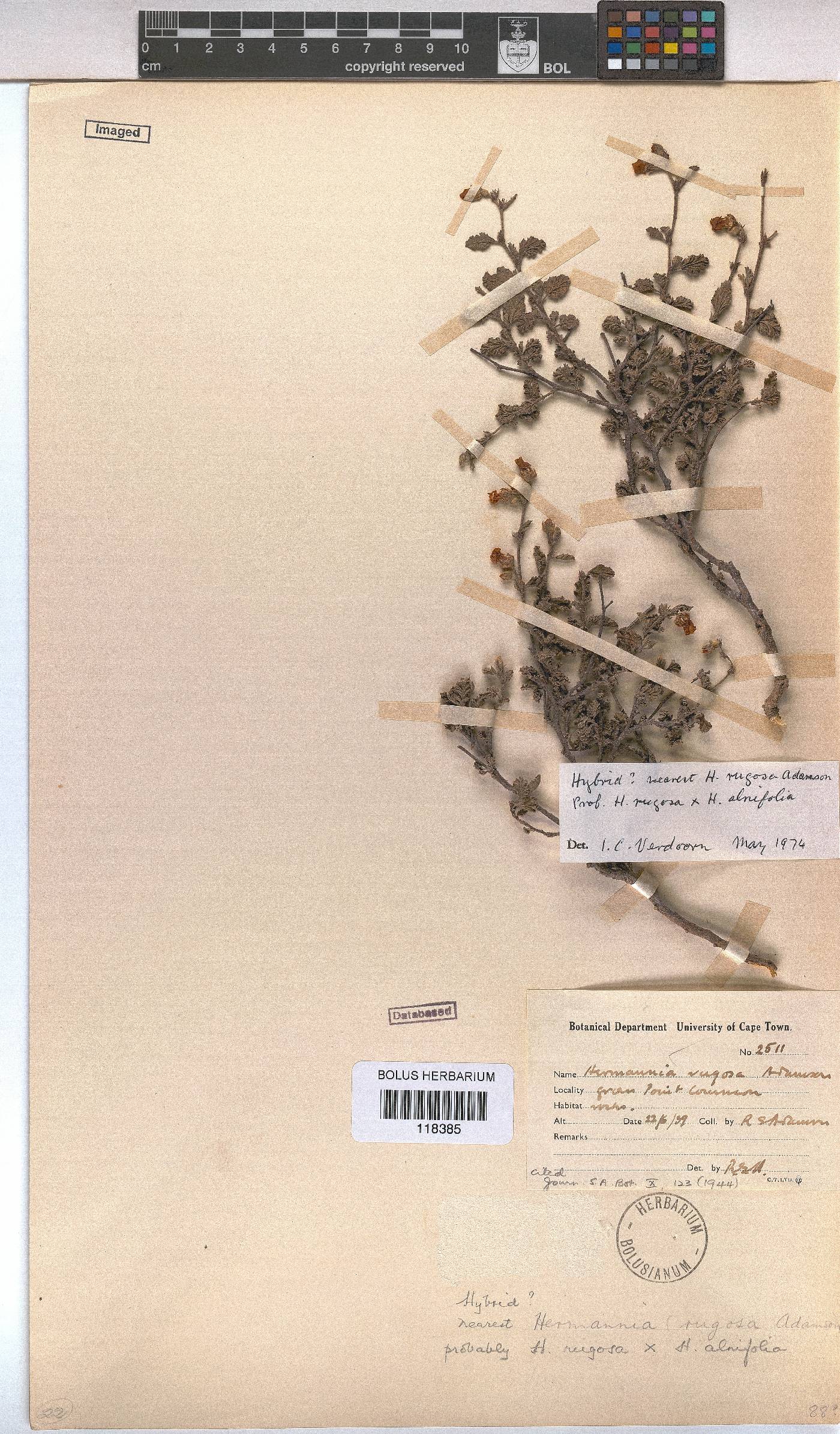 Hermannia rugosa image