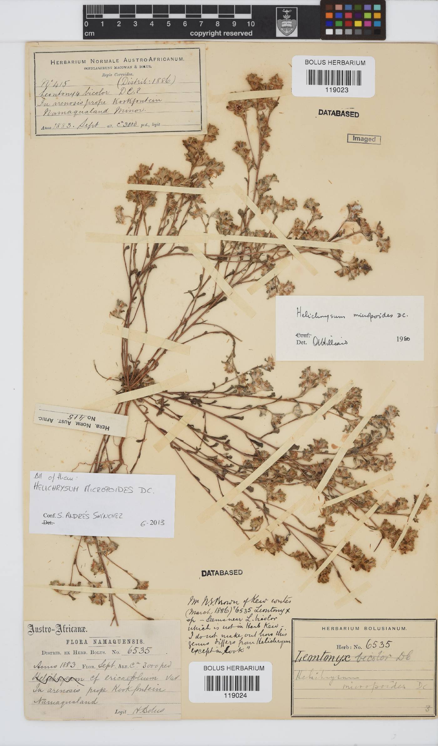Helichrysum micropoides image