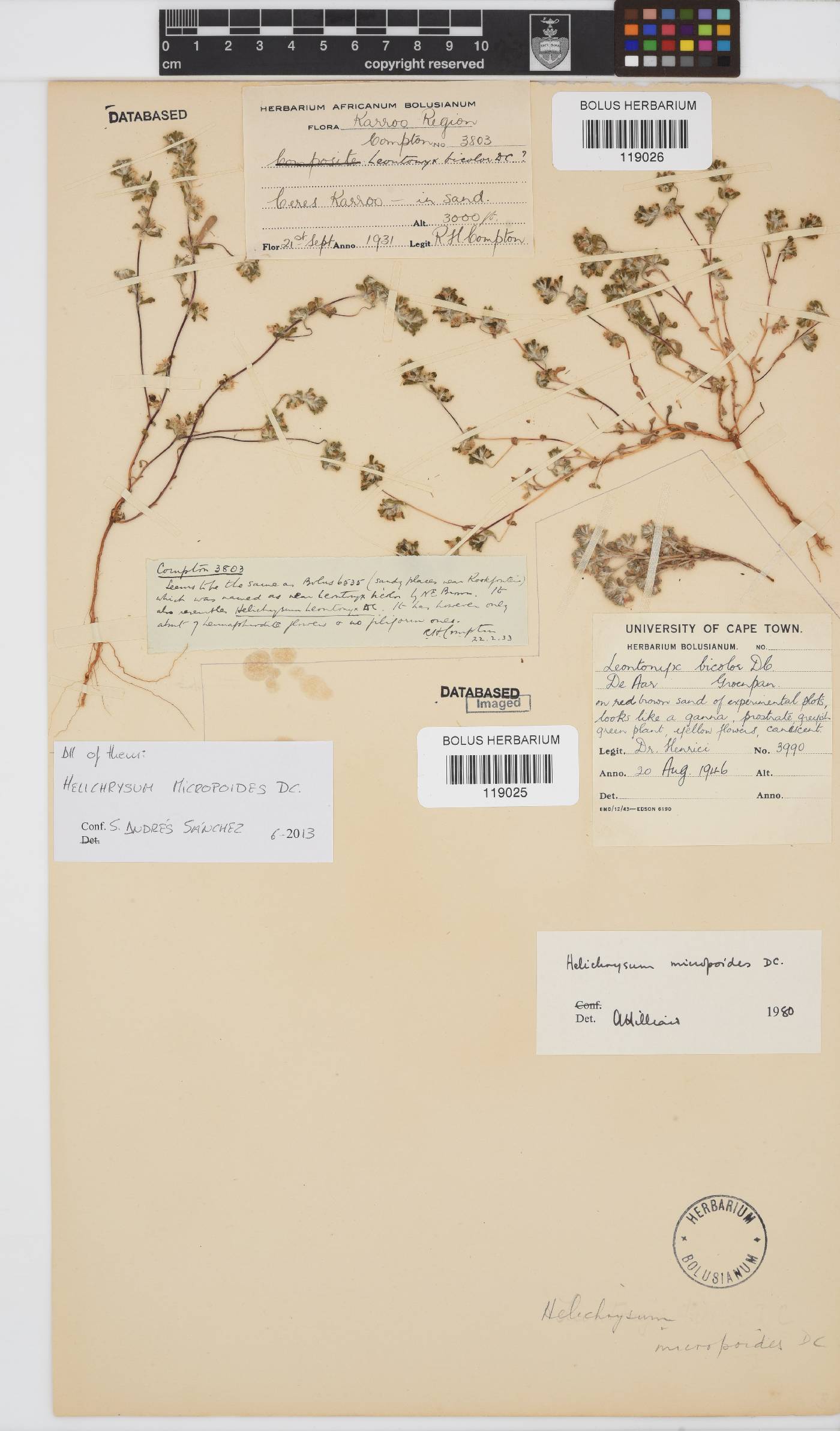 Helichrysum micropoides image