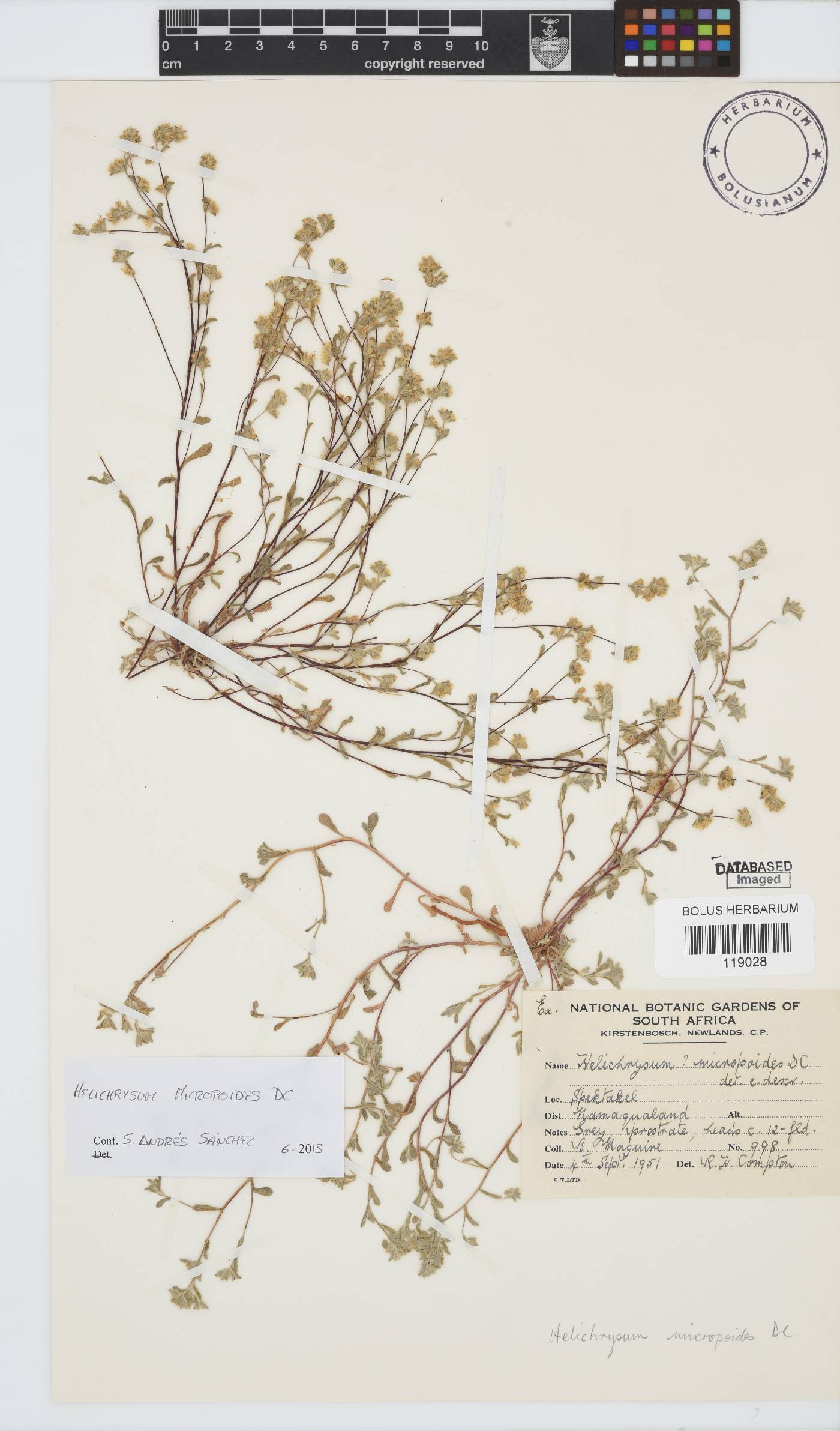 Helichrysum micropoides image