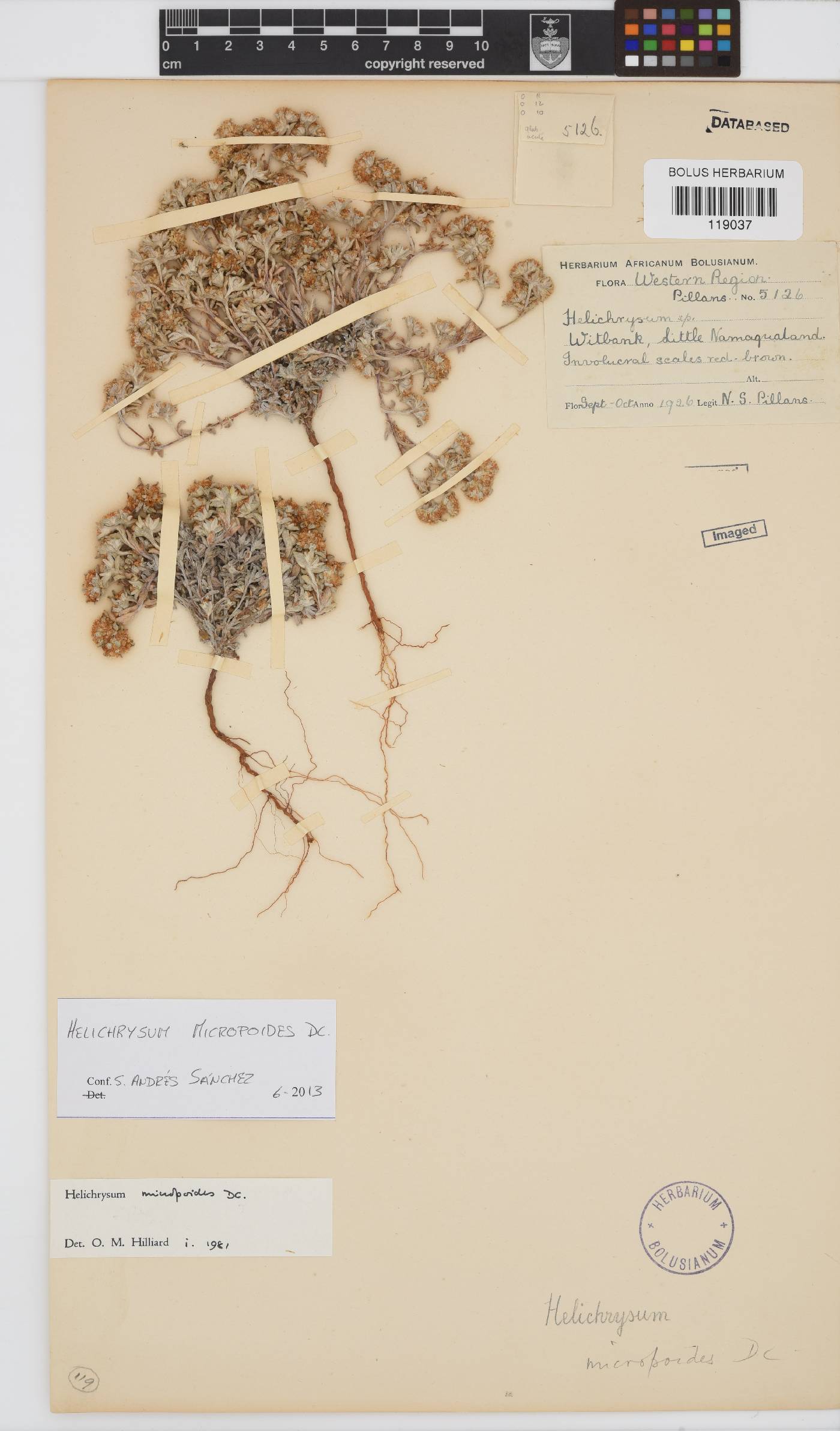 Helichrysum micropoides image