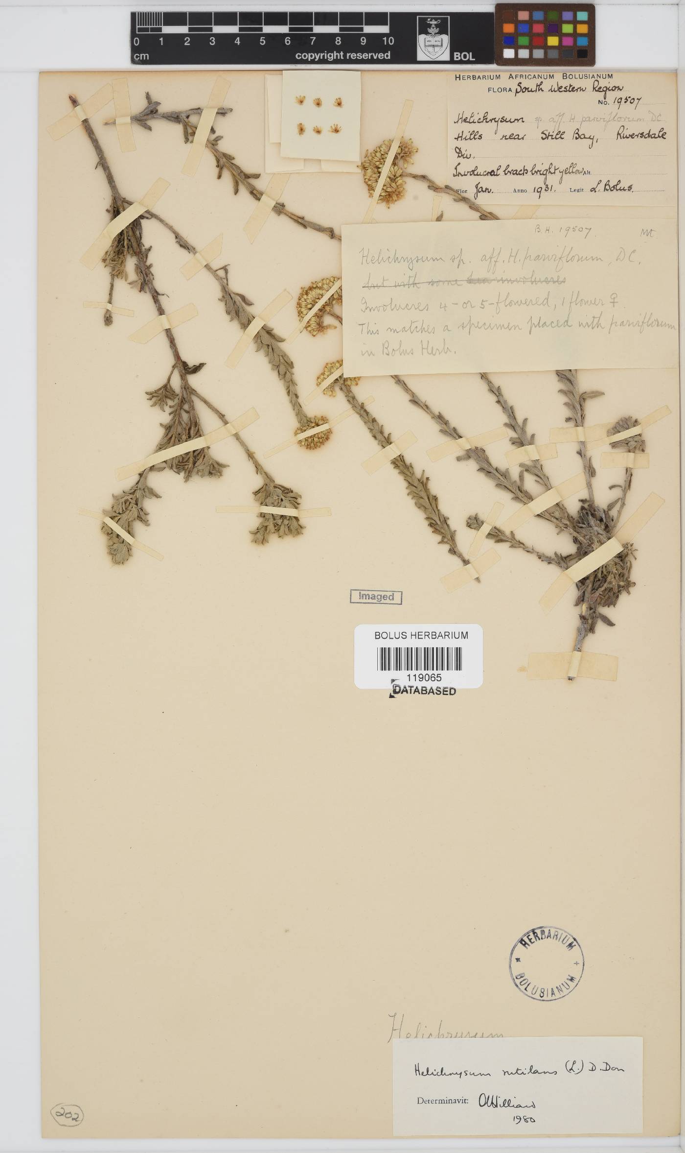 Helichrysum rutilans image
