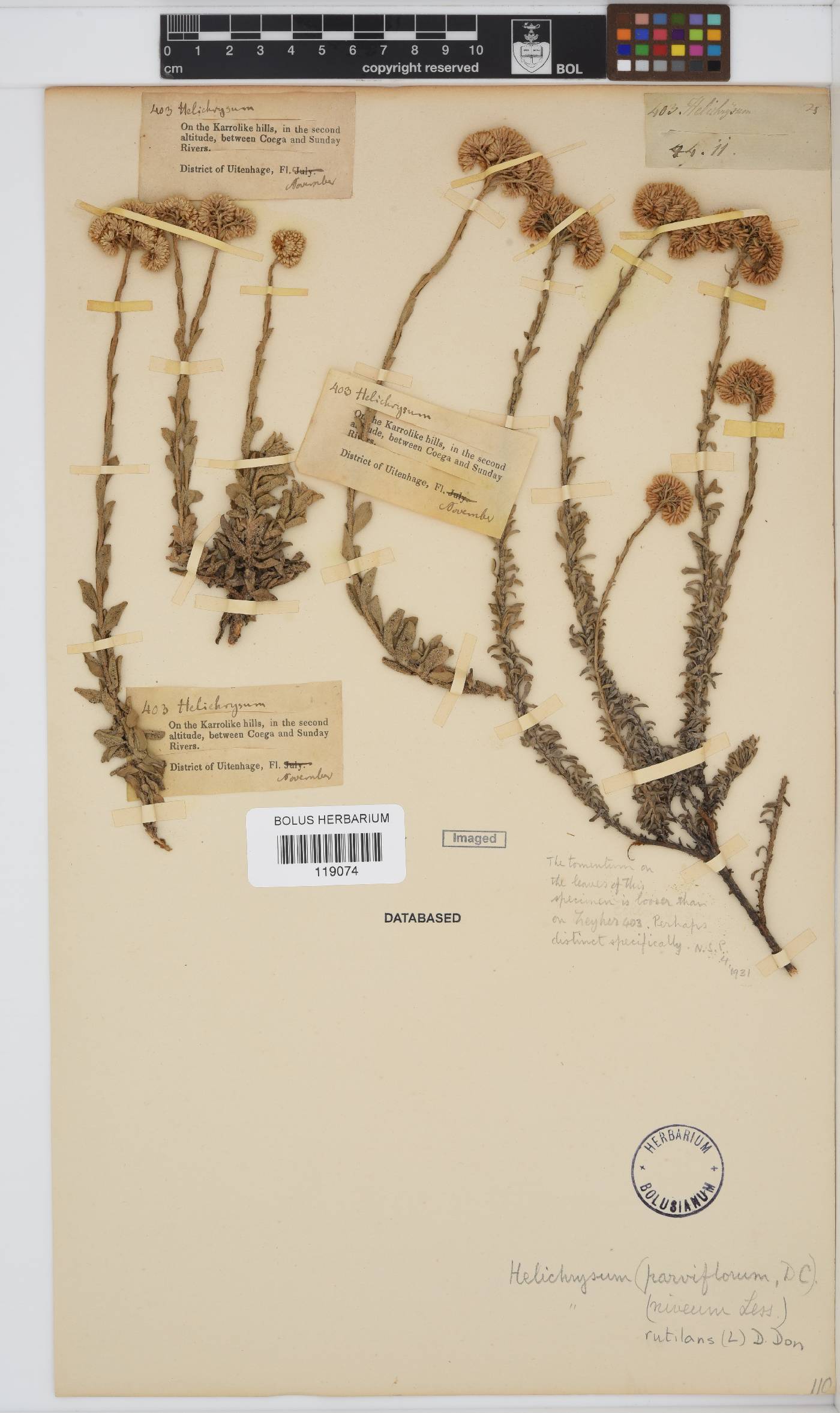 Helichrysum rutilans image