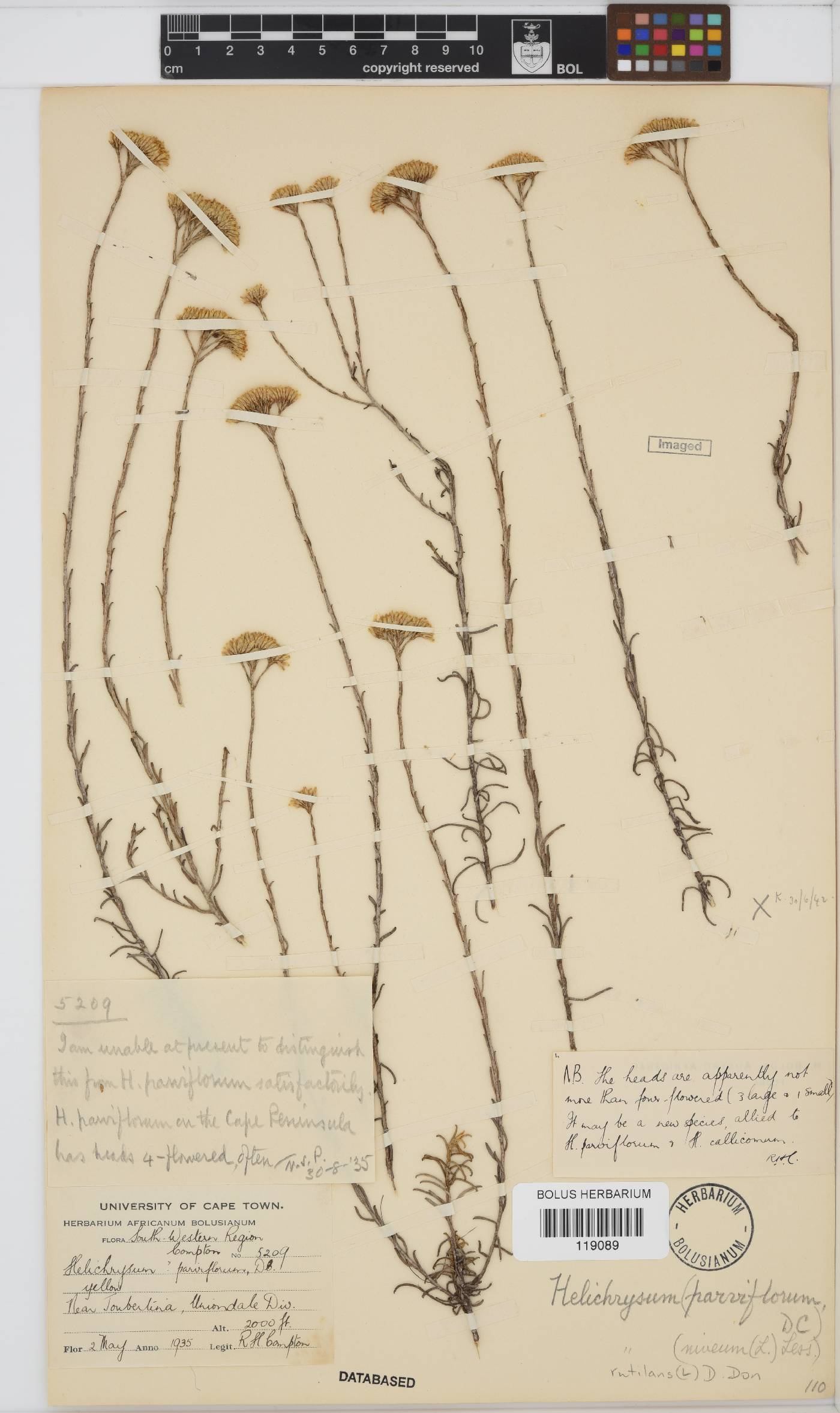 Helichrysum rutilans image