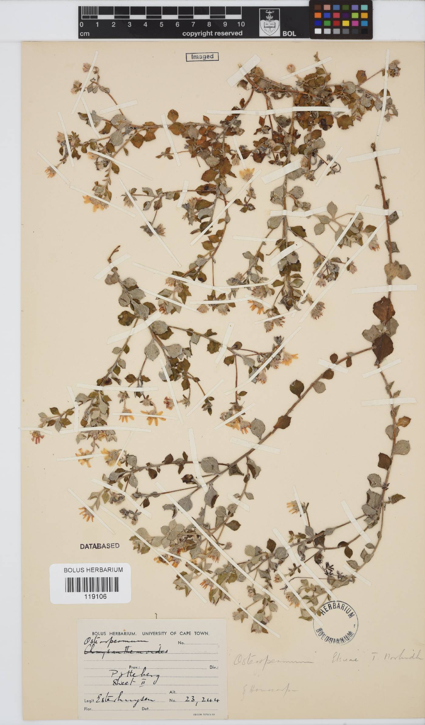 Osteospermum elsieae image